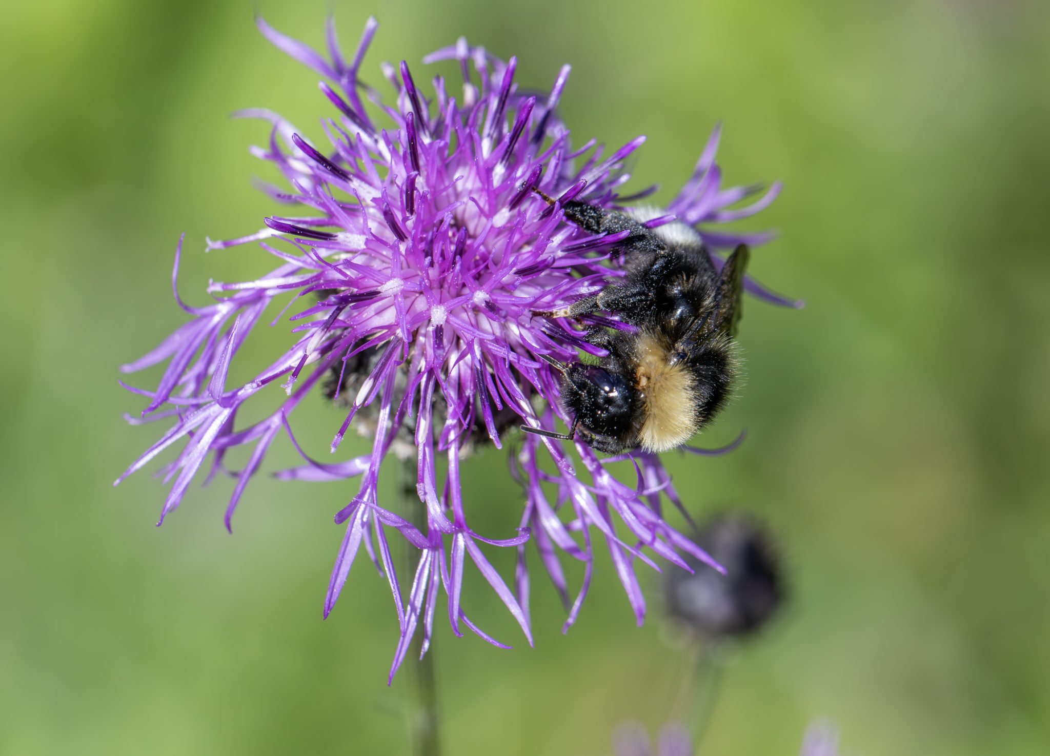Bohemian cuckoo bumblebee (Bombus bohemicus)