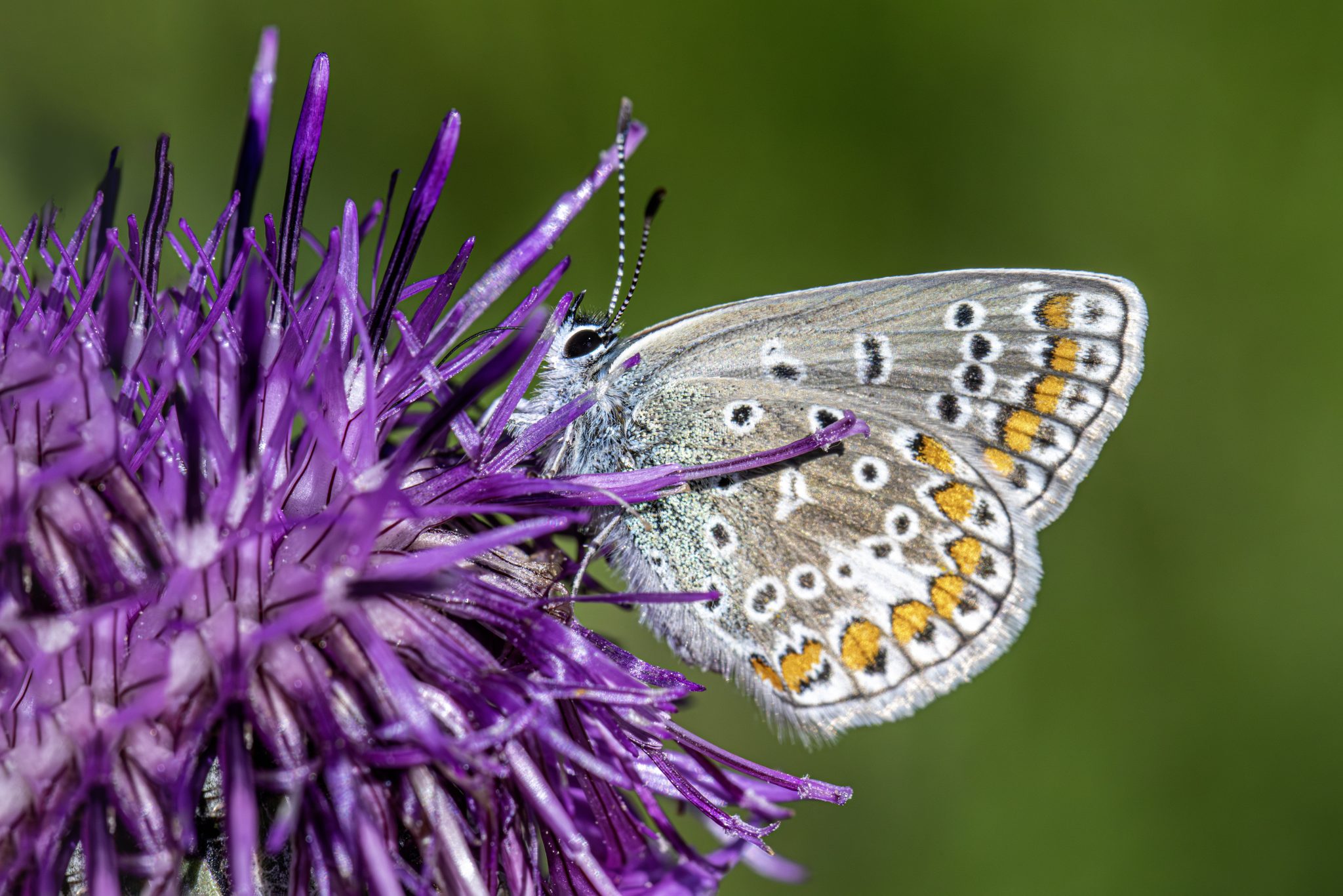 Common blue (Polyommatus icarus)