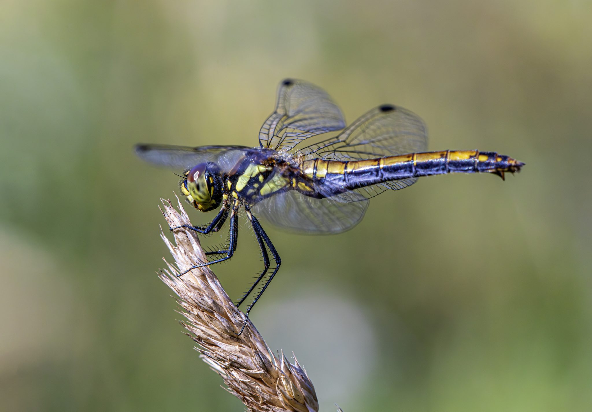 Black darter (Sympetrum danae)