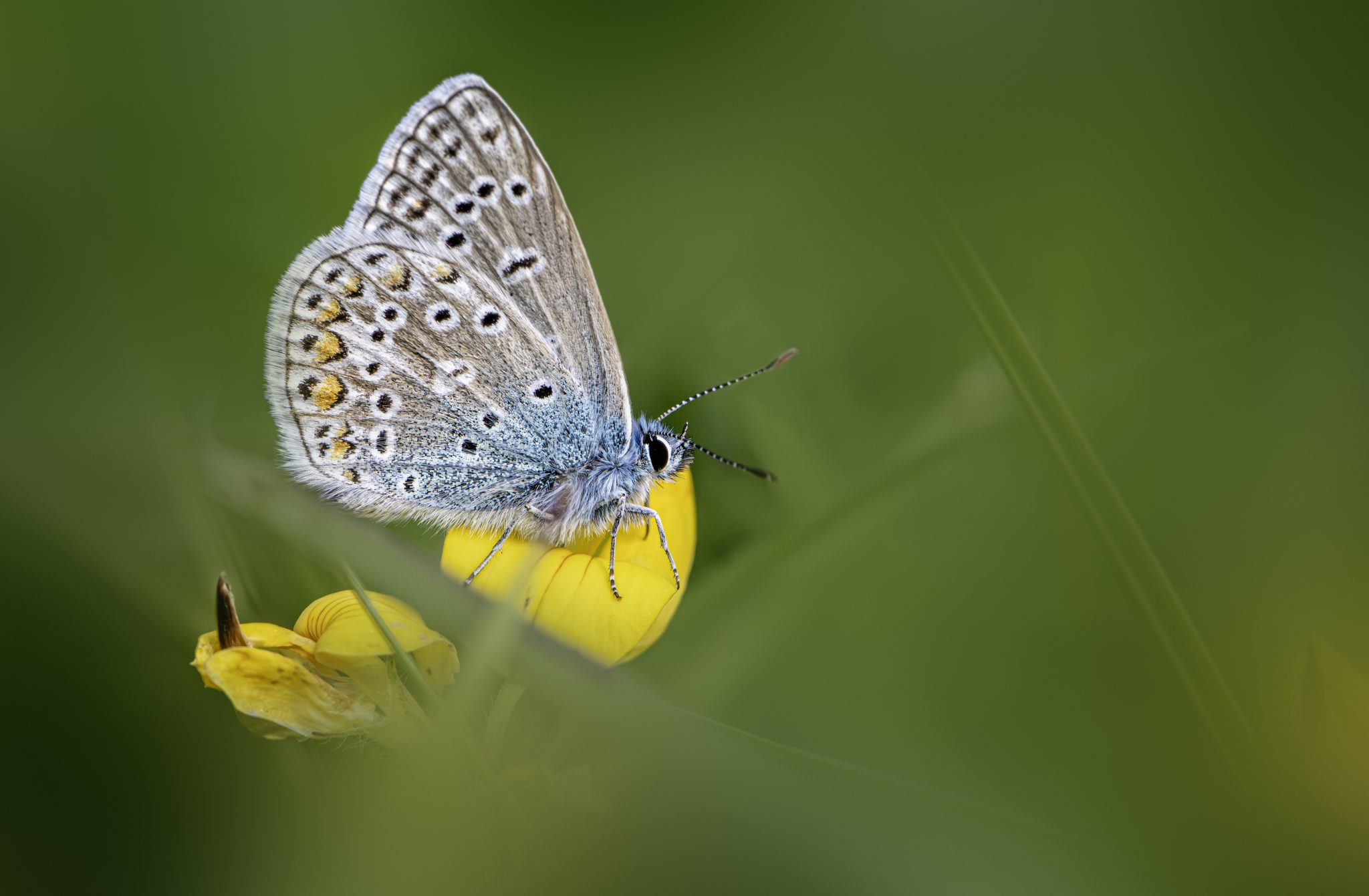 Common blue (Polyommatus icarus)