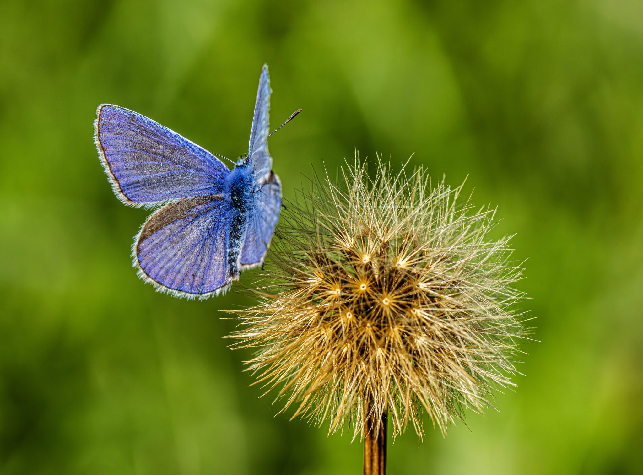 Common blue (Polyommatus icarus)