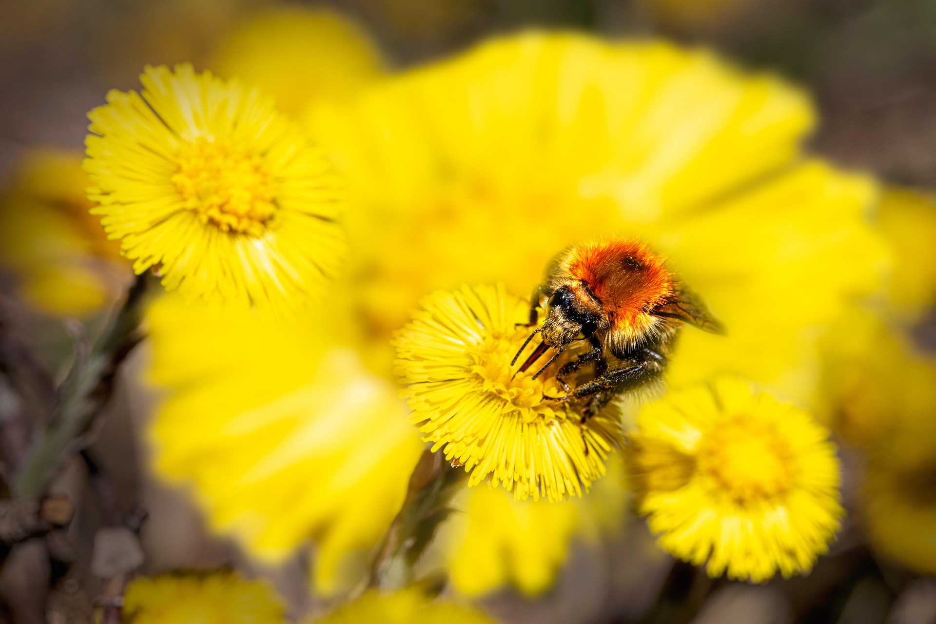 Common carder bee (Bombus pascuorum)