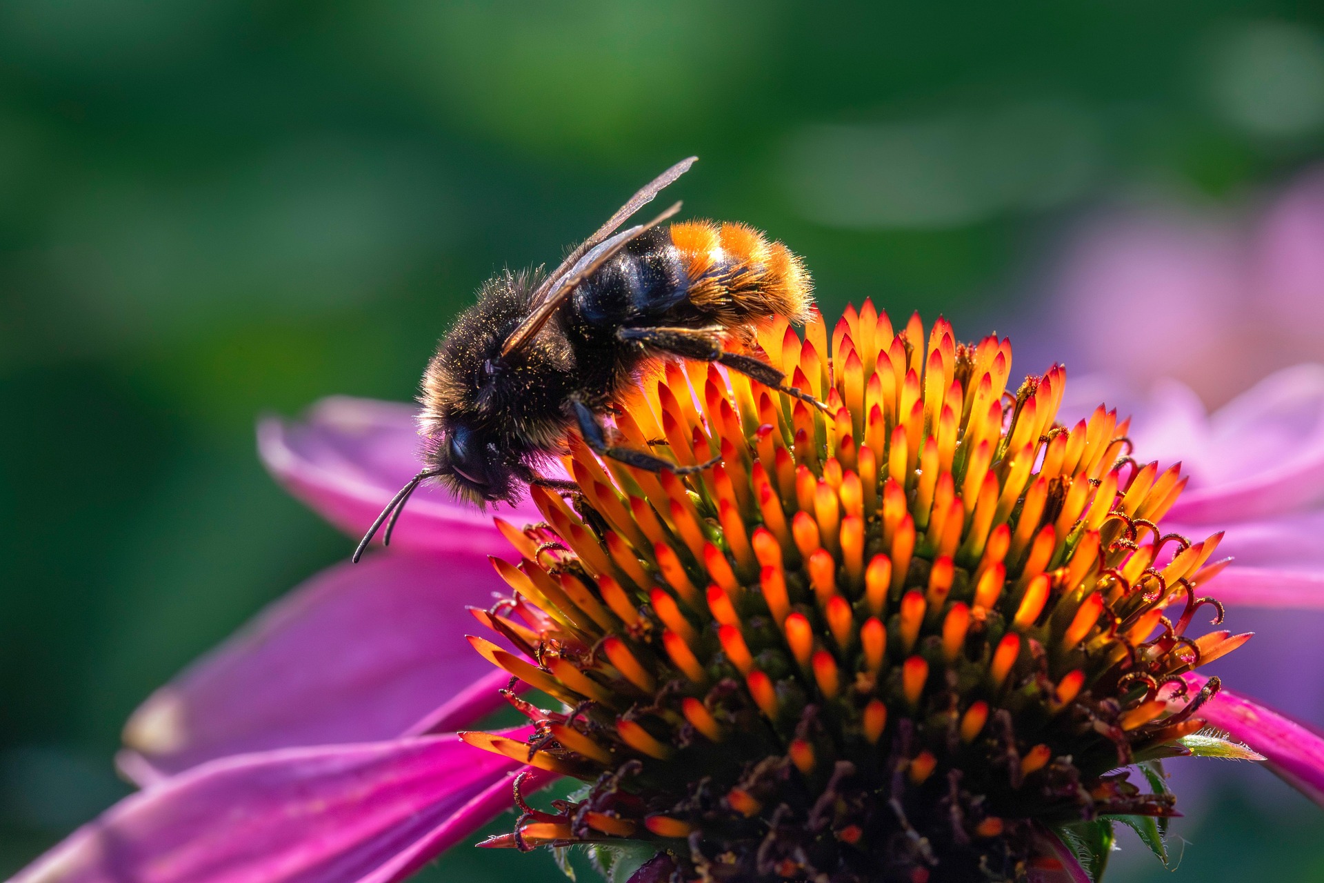Common carder bee (Bombus pascuorum)