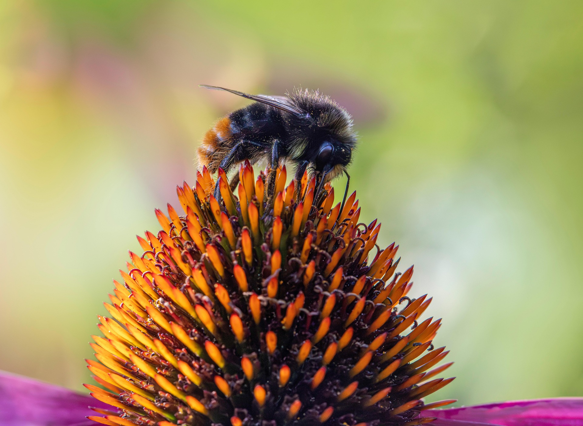 Common carder bee (Bombus pascuorum)
