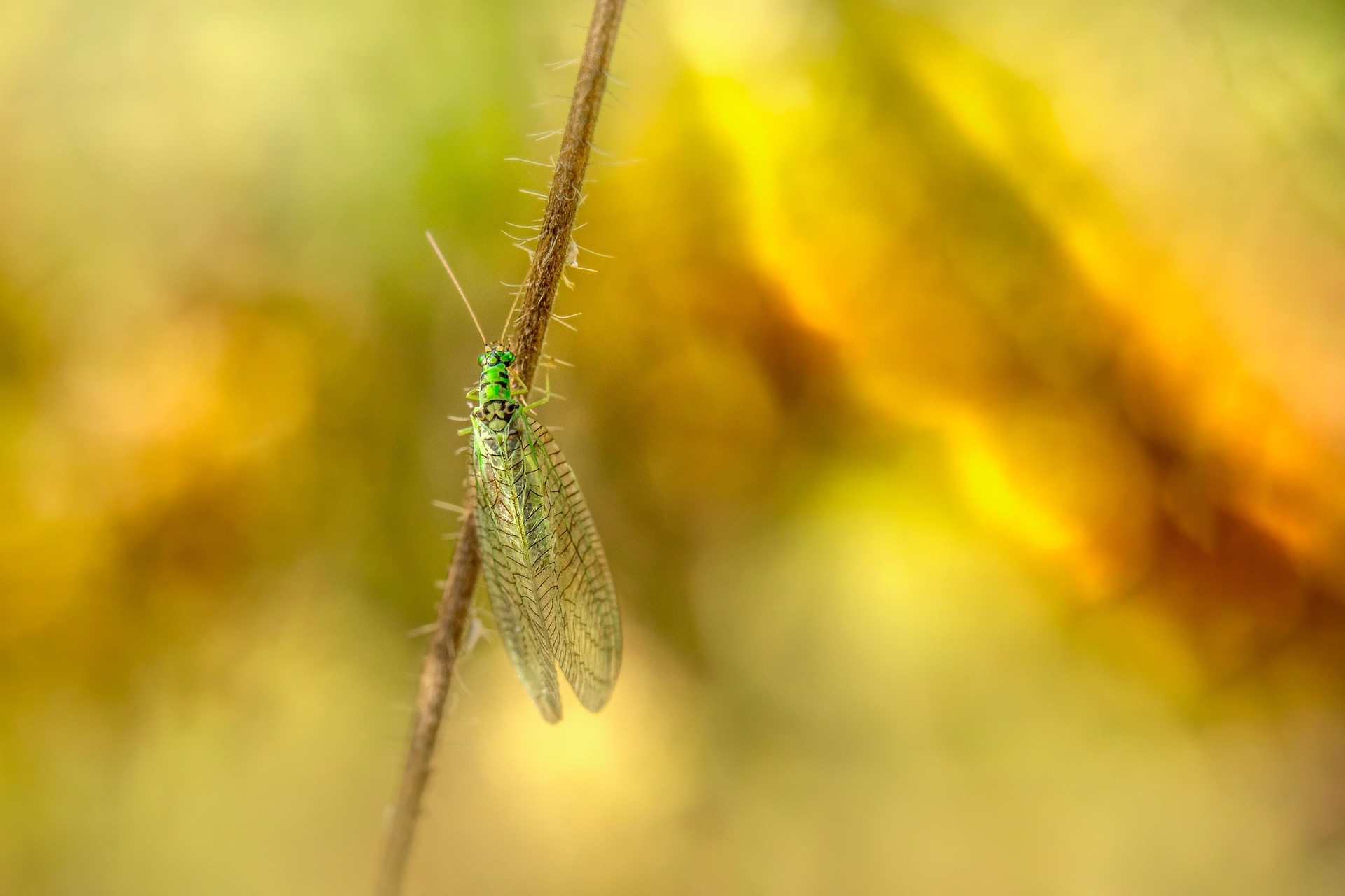 Green lacewing