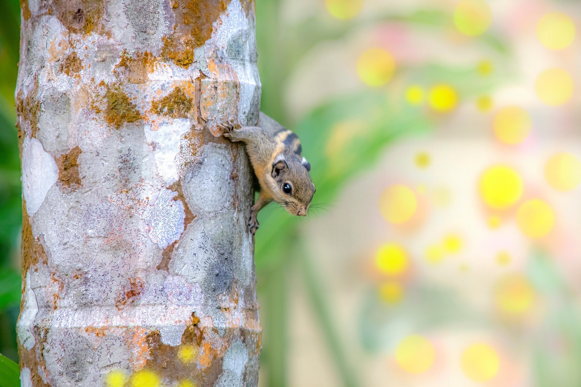 Himalayan striped squirrel (Tamiops mcclellandii)