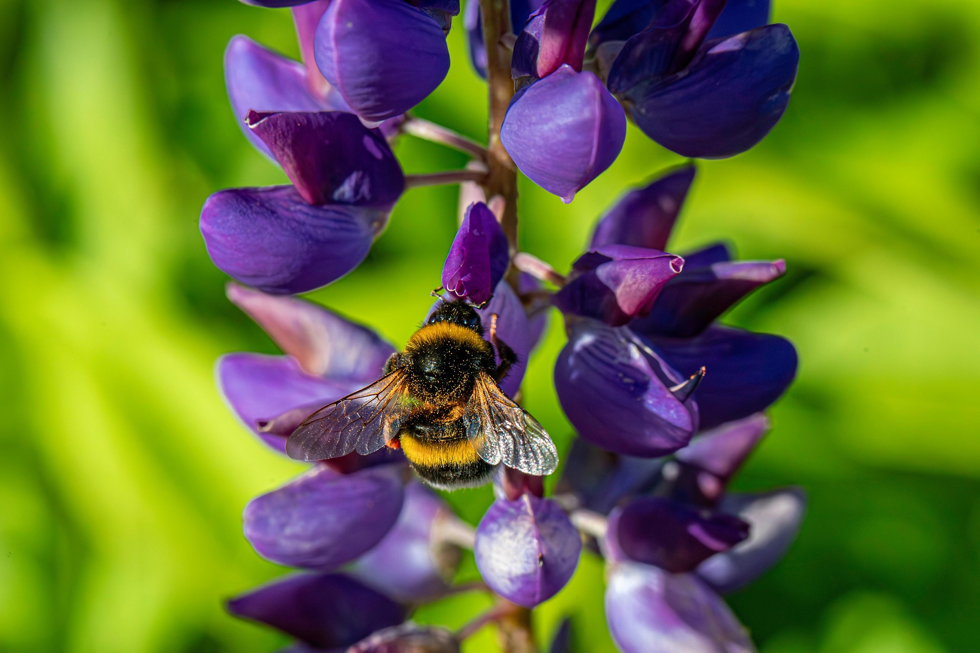 Common carder bee (Bombus pascuorum)