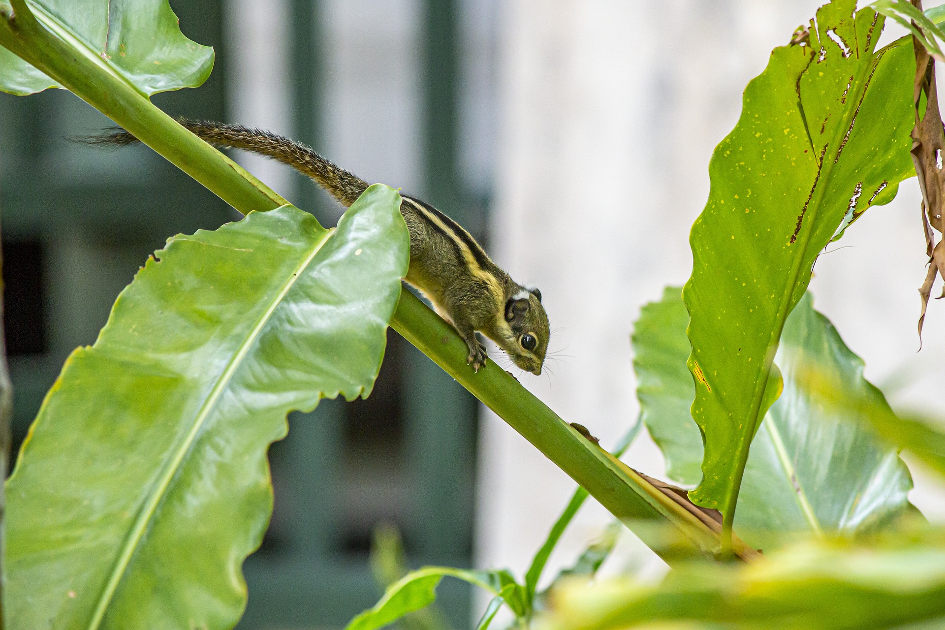 Himalayan striped squirrel (Tamiops mcclellandii)