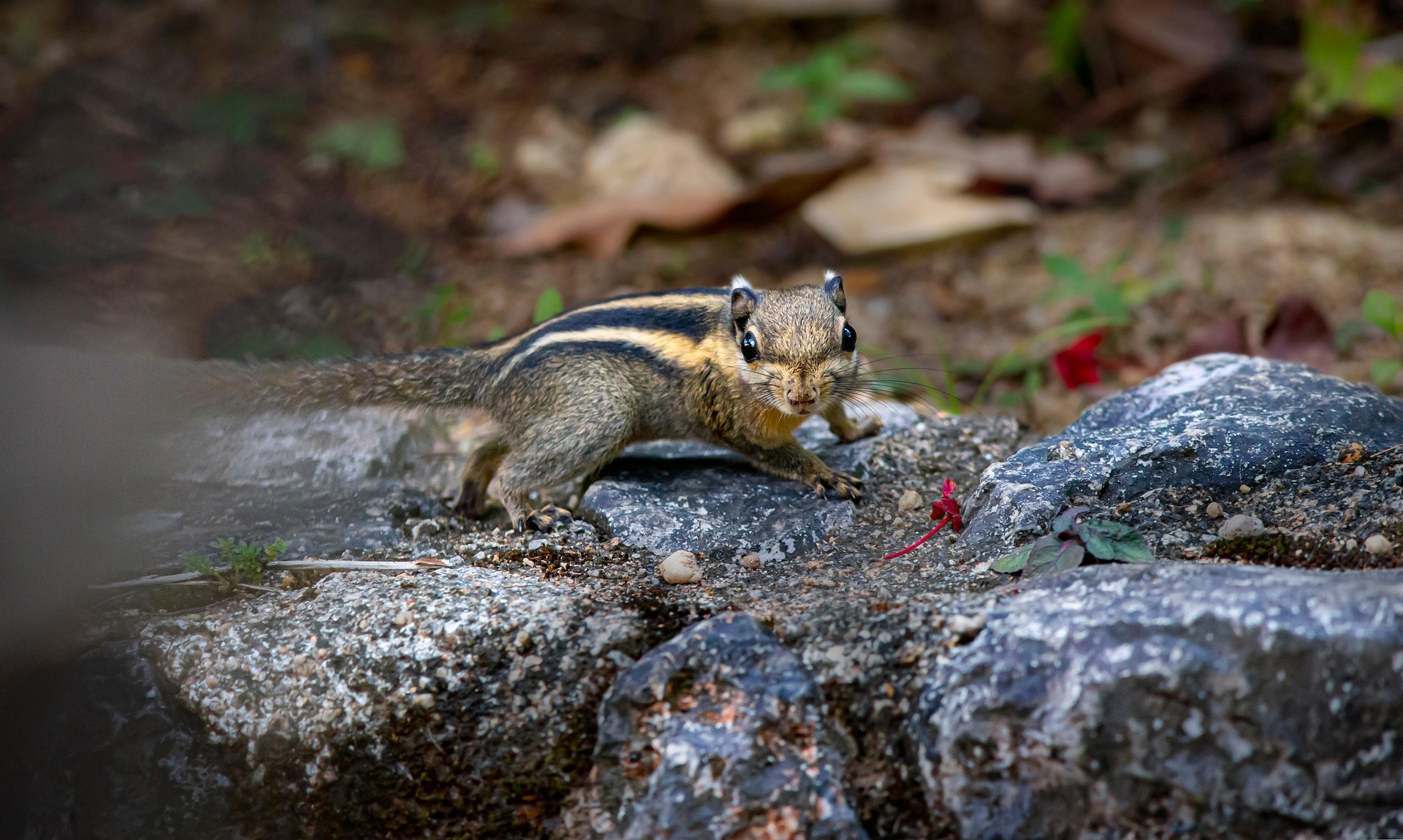 Himalayan striped squirrel (Tamiops mcclellandii)