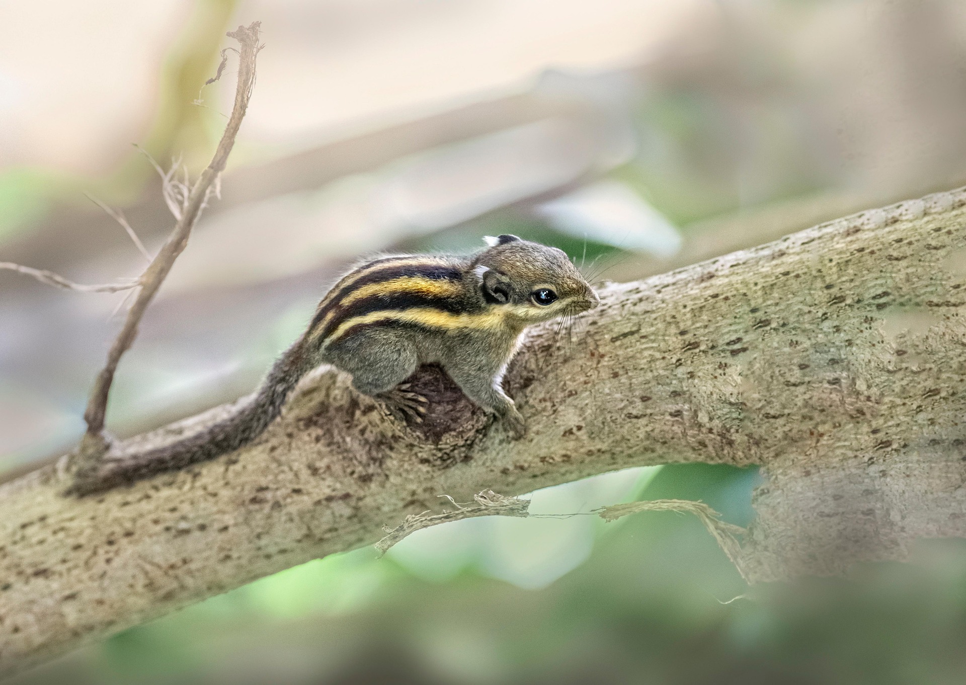 Himalayan striped squirrel (Tamiops mcclellandii)