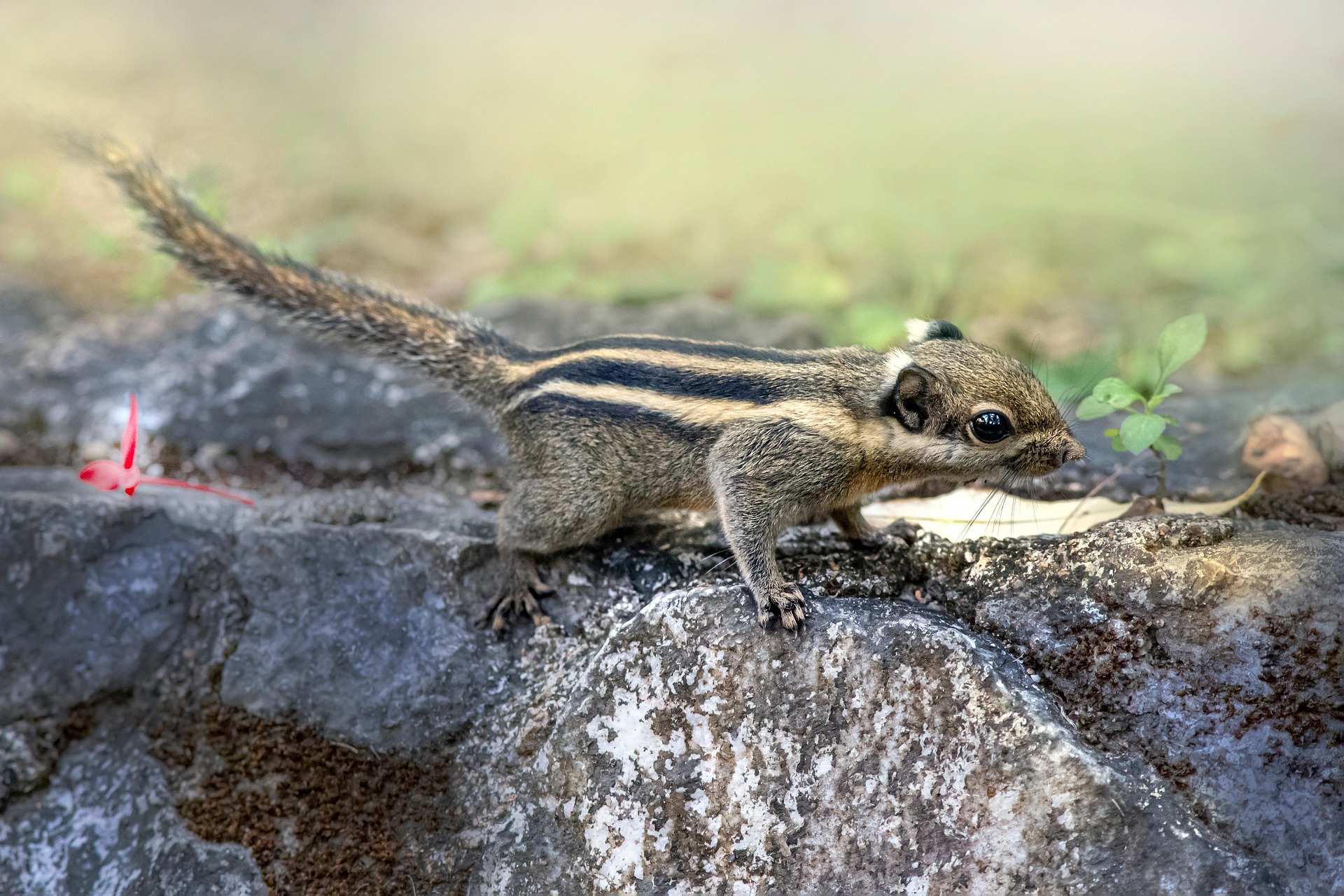 Himalayan striped squirrel (Tamiops mcclellandii)