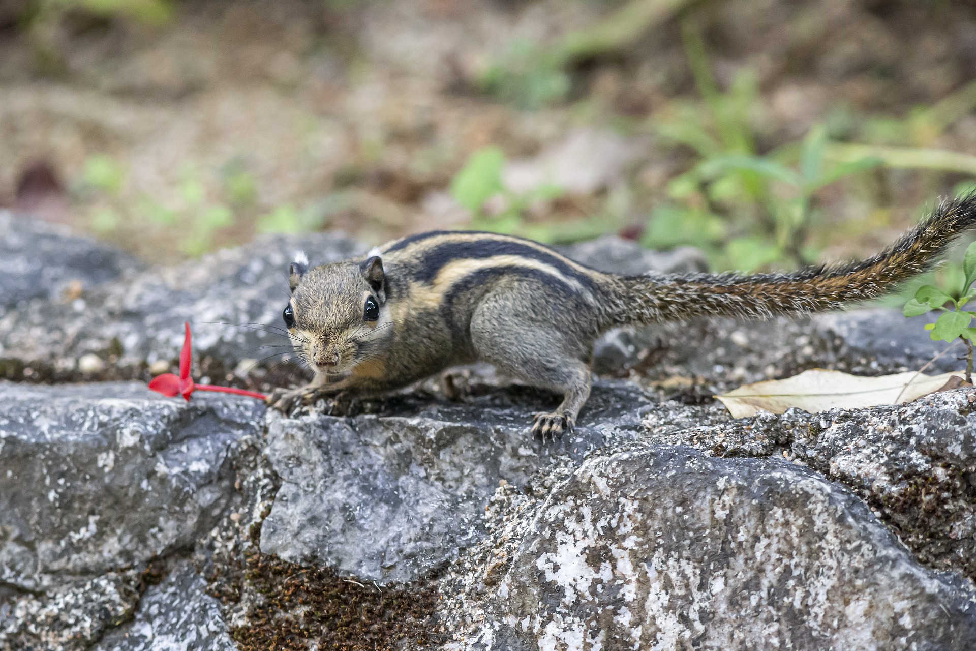 Himalayan striped squirrel (Tamiops mcclellandii)