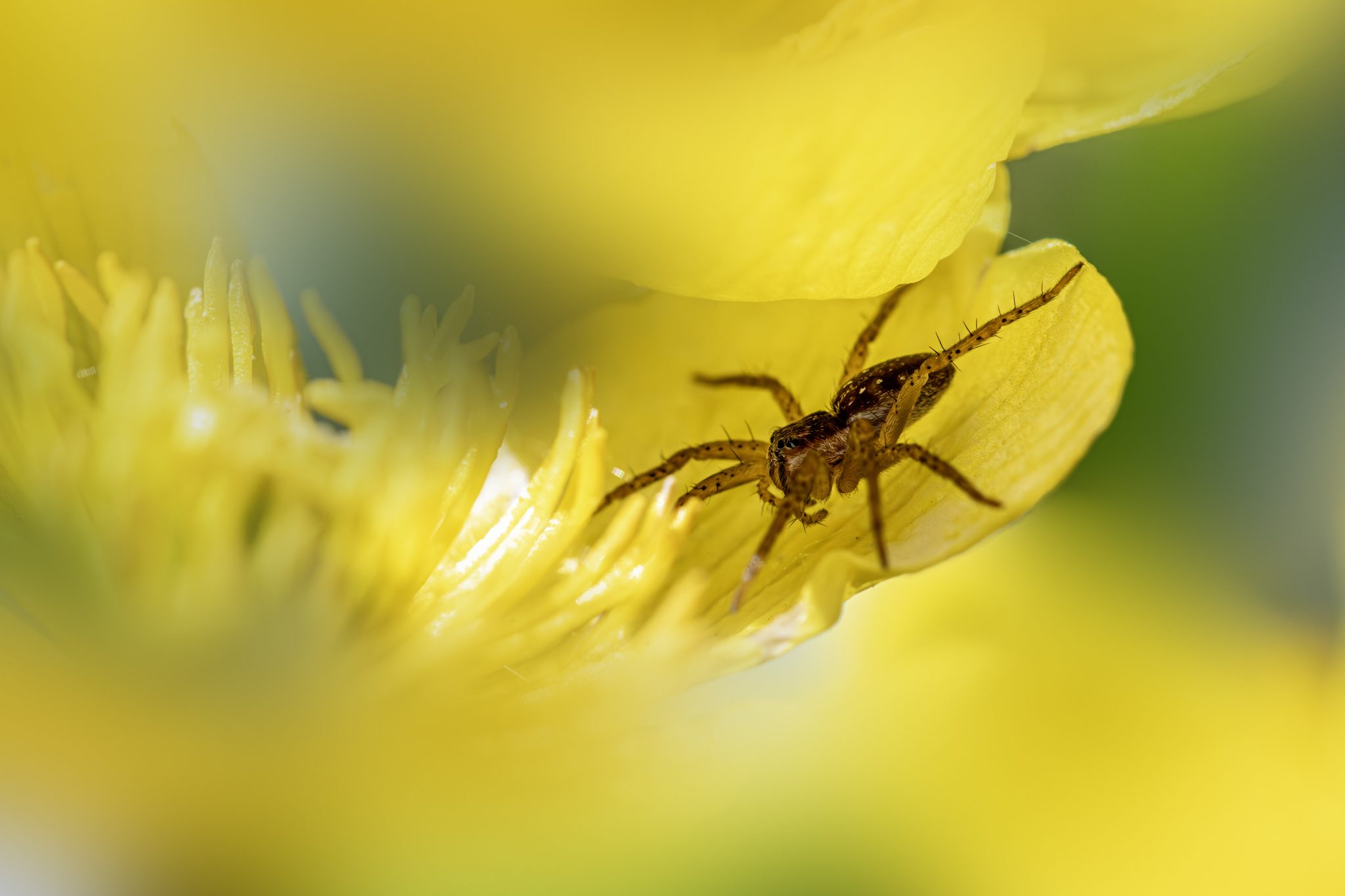 Raft spider (Dolomedes fimbriatus)