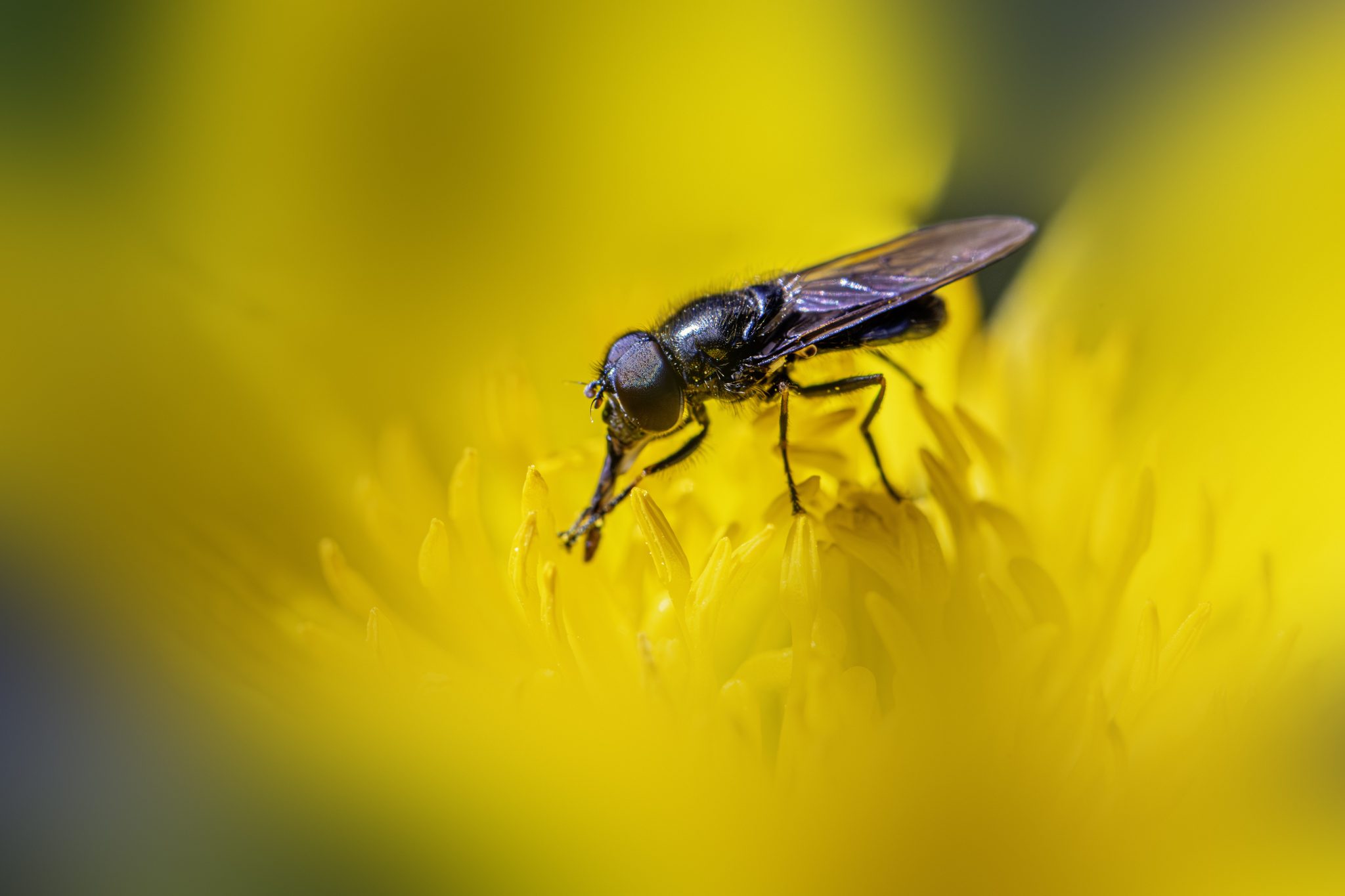 Hover fly (Cheilosia bergenstammi)