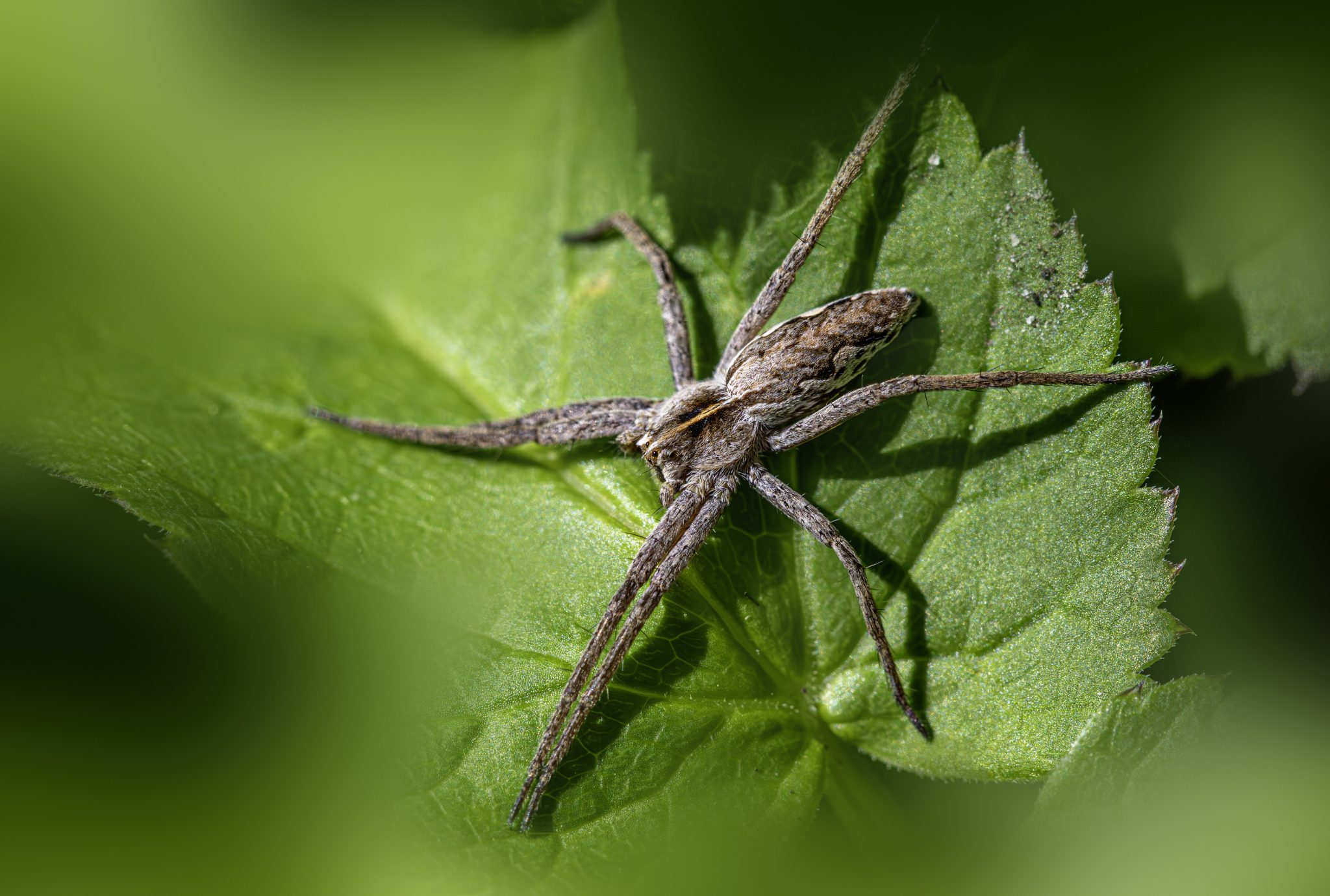 European nursery web spider (Pisaura mirabilis)
