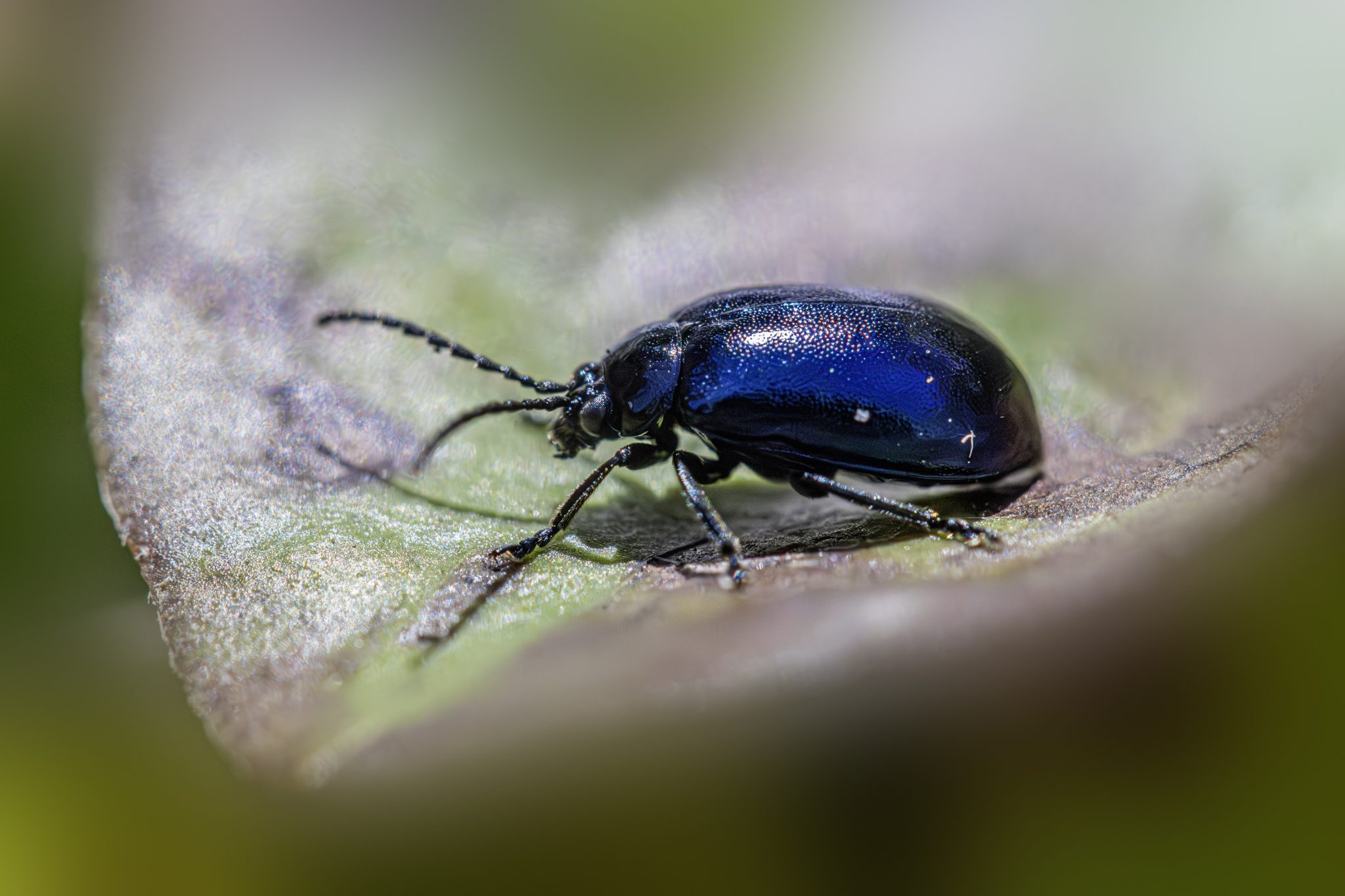 Alder Leaf Beetle (Agelastica alni)