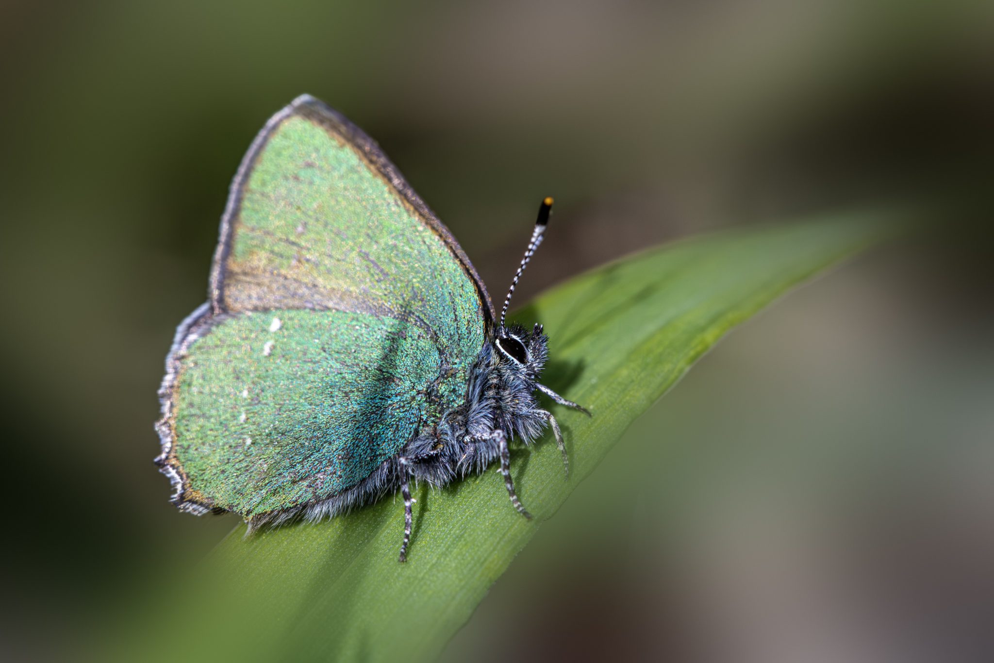 Green hairstreak (callophrys rubi)