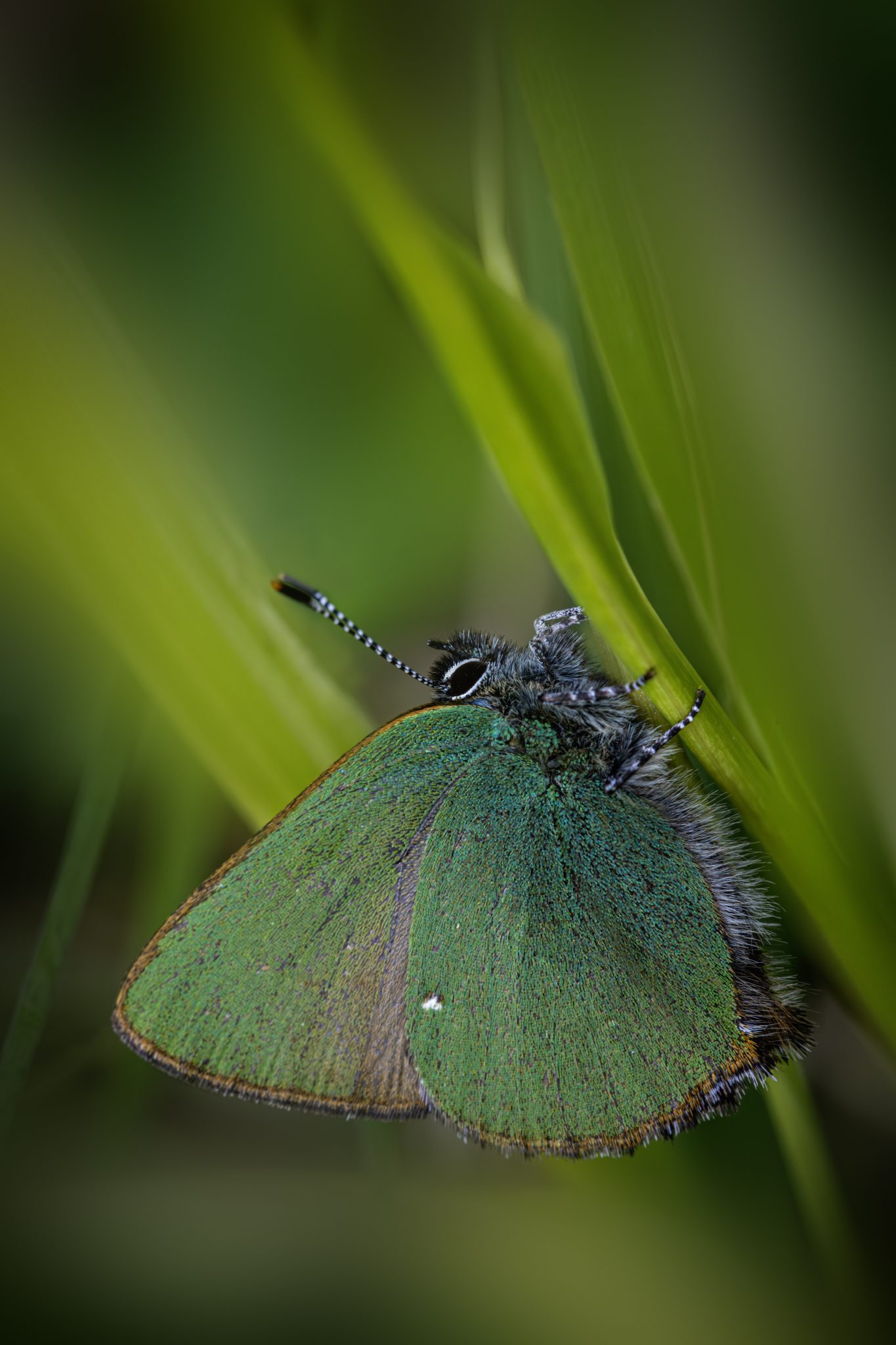 Green hairstreak (callophrys rubi)