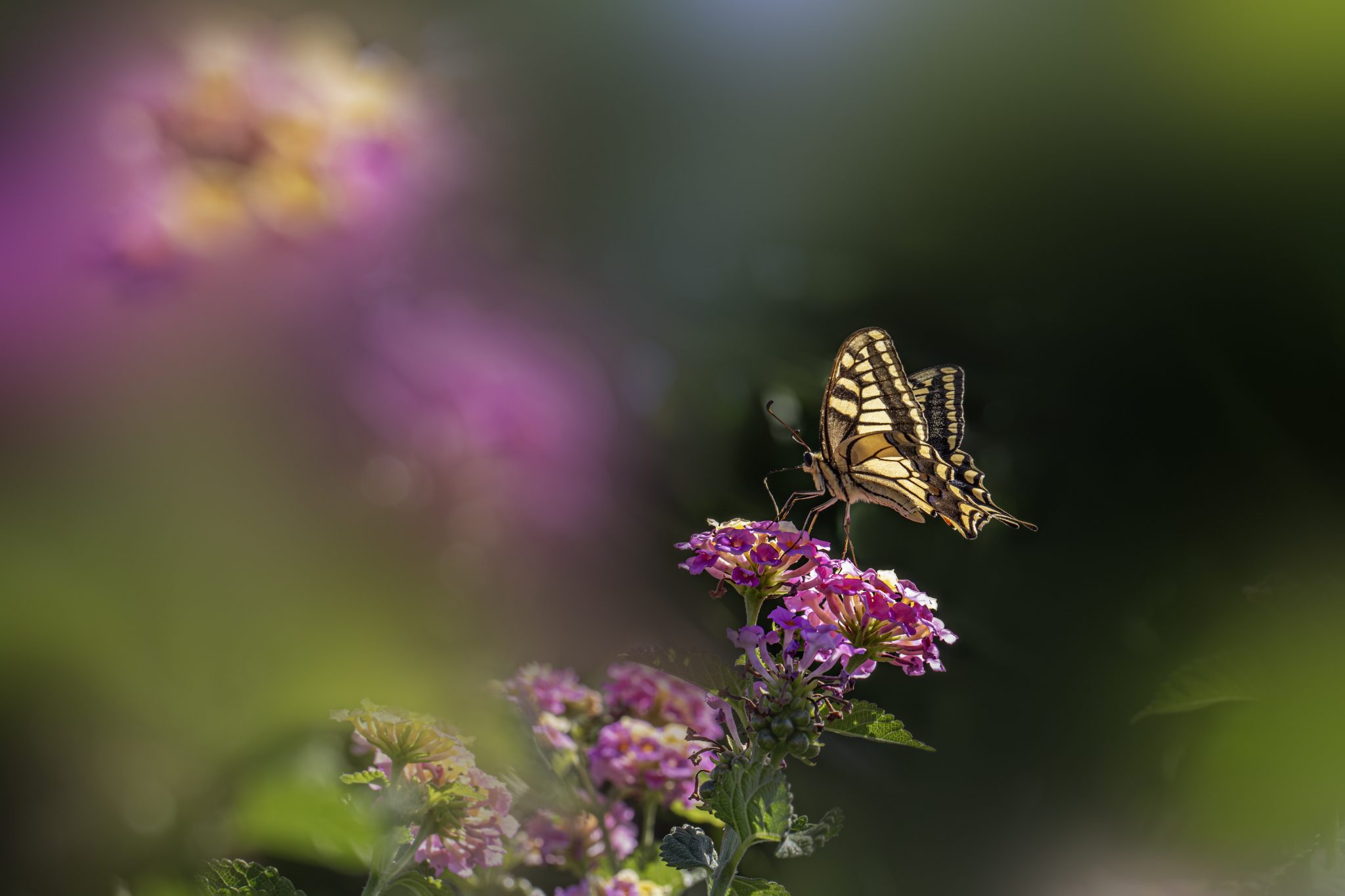 Old world swallowtail (Papilio machaon)