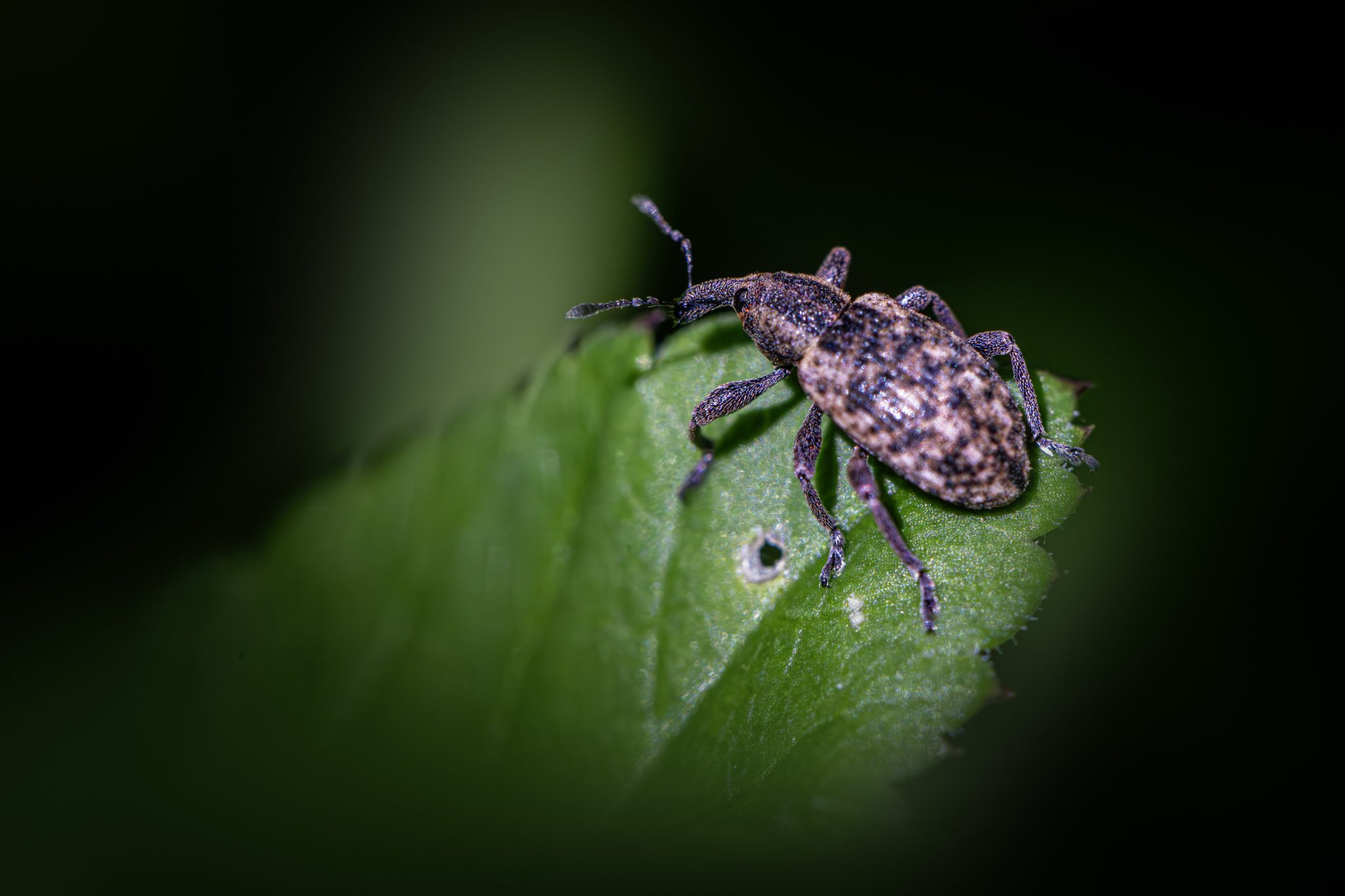 Large pine weevil (Hylobius abietis)
