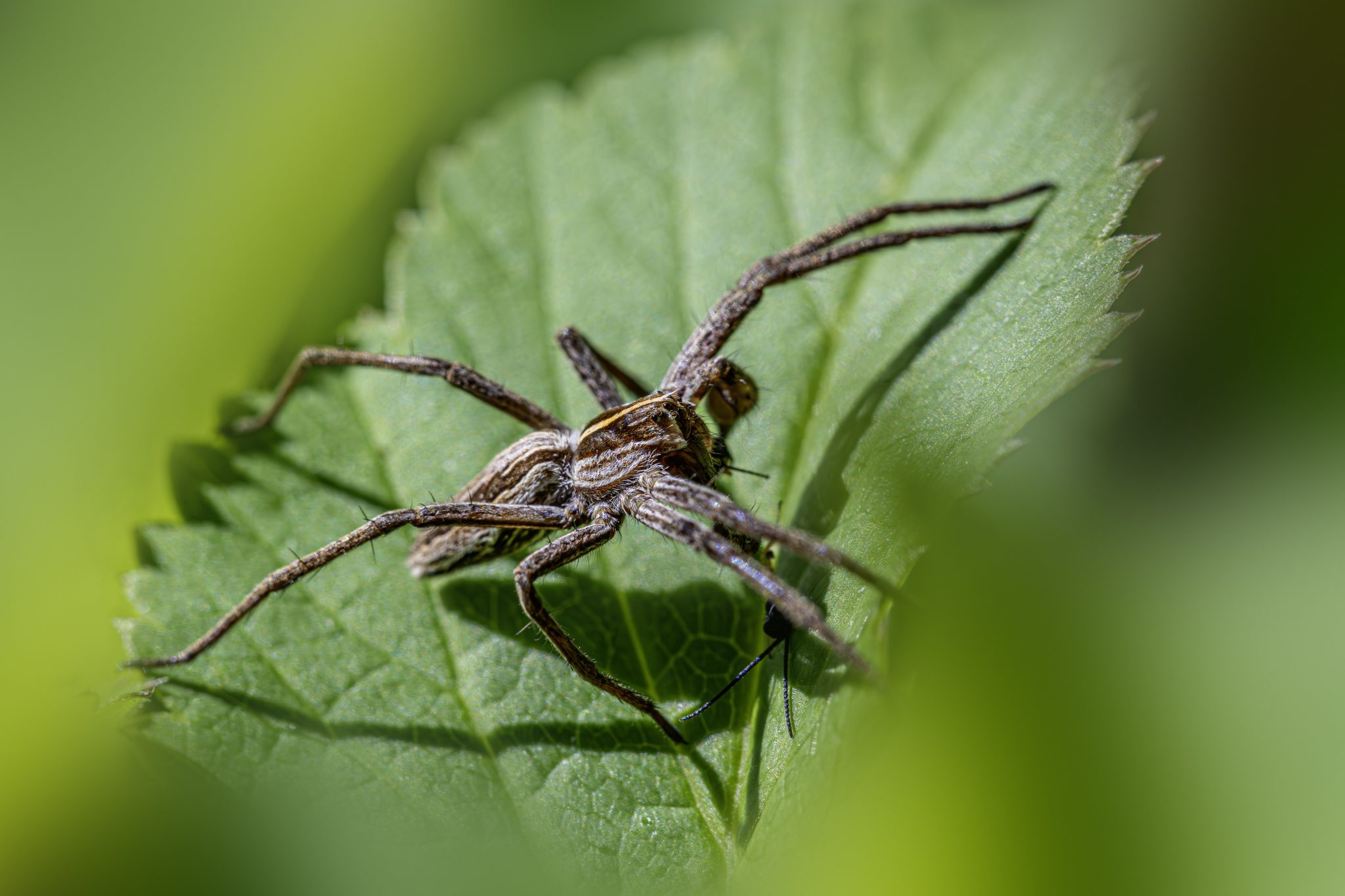 European nursery web spider (Pisaura mirabilis)
