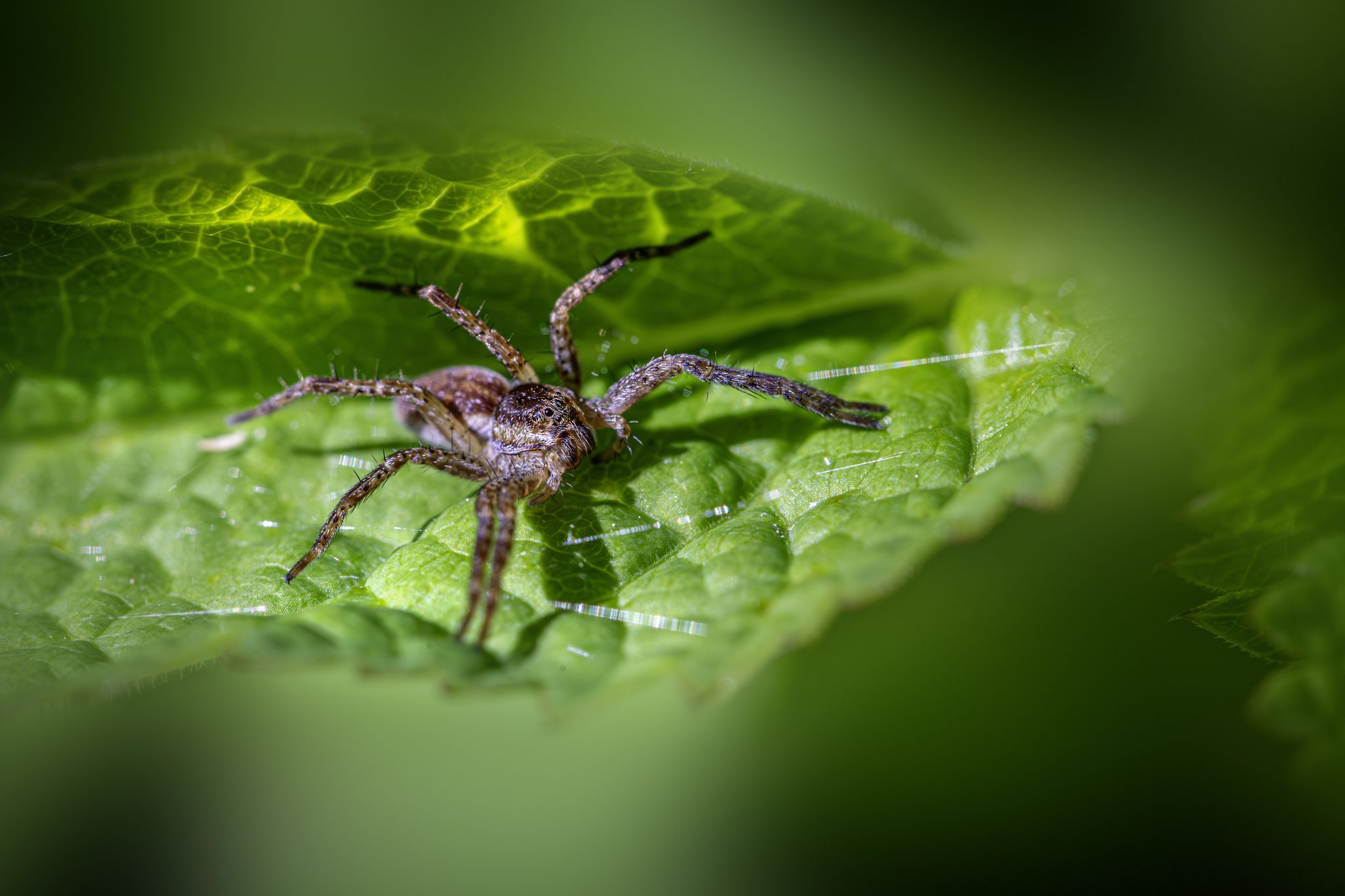 European nursery web spider (Pisaura mirabilis)