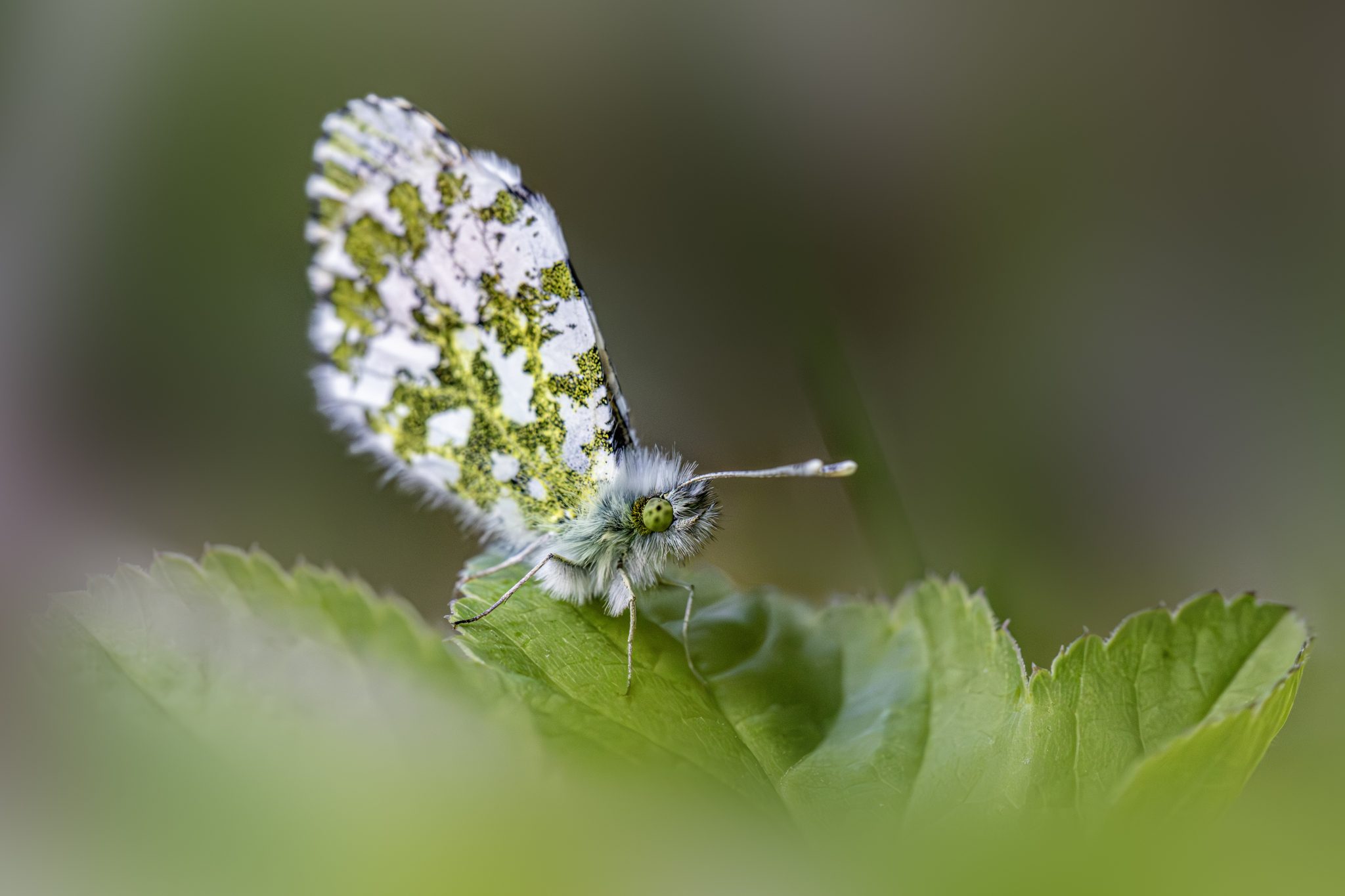 Orange Tip Butterfly (Anthocharis cardamines)