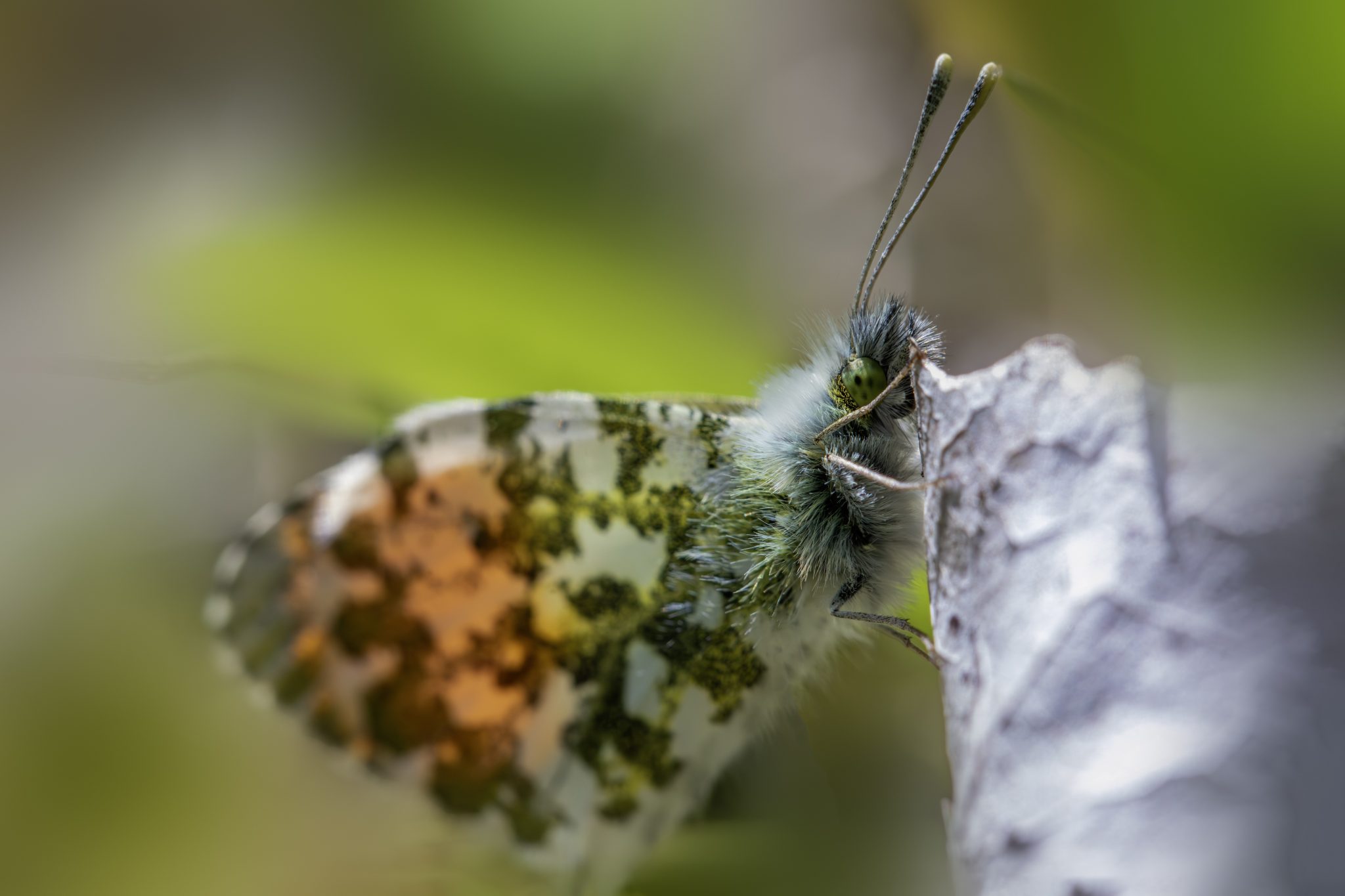 Orange Tip Butterfly (Anthocharis cardamines)