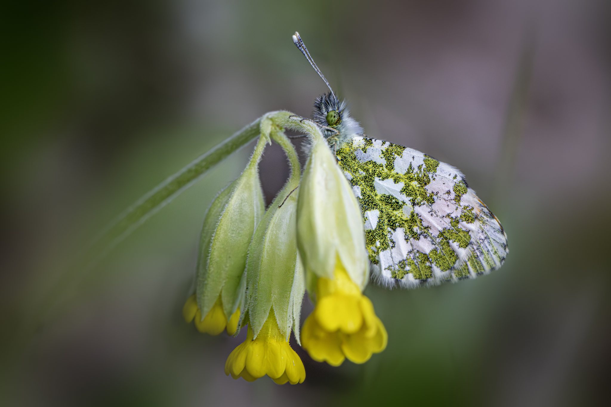 Orange Tip Butterfly (Anthocharis cardamines)