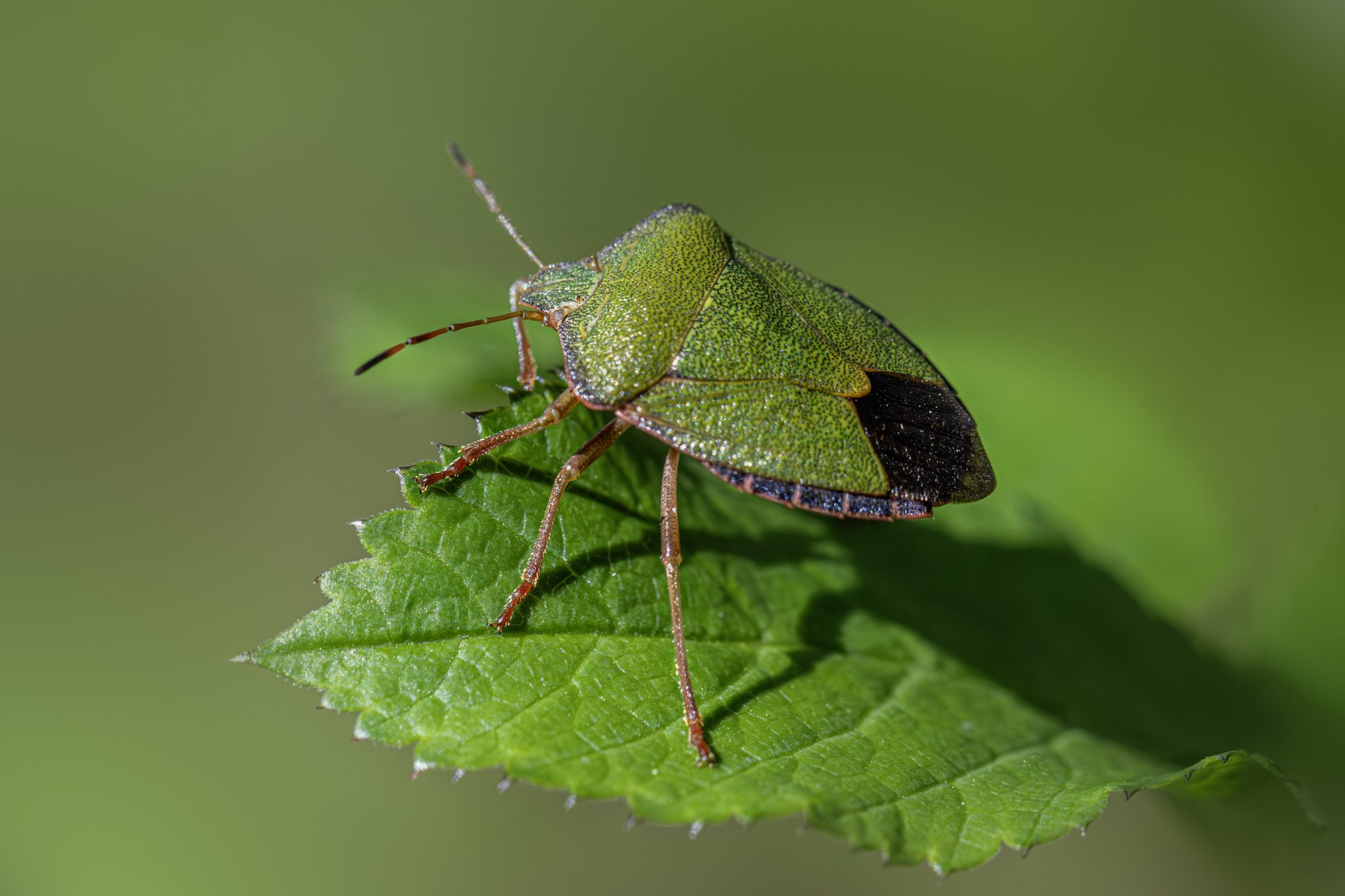 Green shield bug (Palomena prasina)
