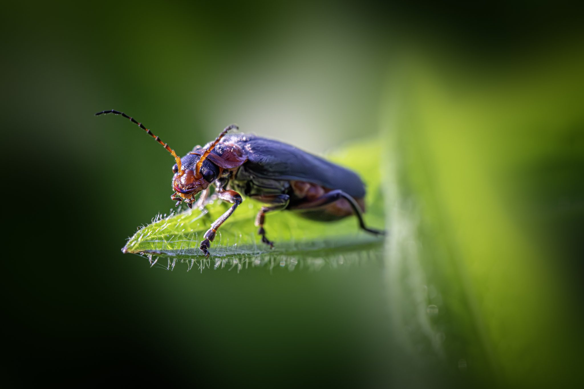 Rustic sailor beetle (Cantharis rustica)