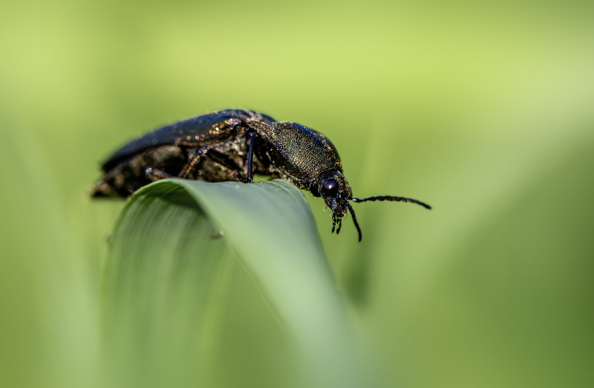 Golden Click Beetle (Campsosternus auratus)