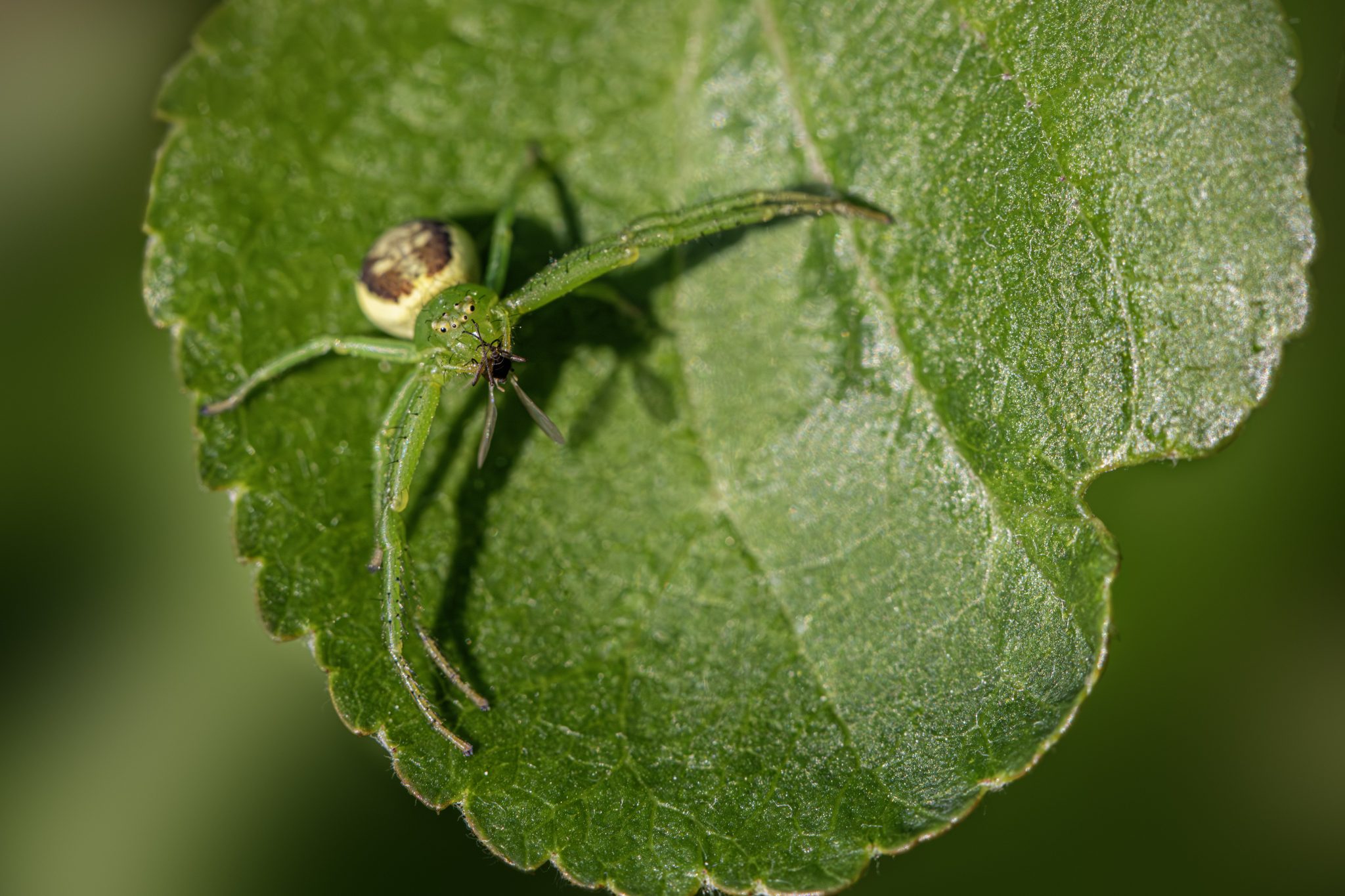 Green crab spider (Diaea dorsata)