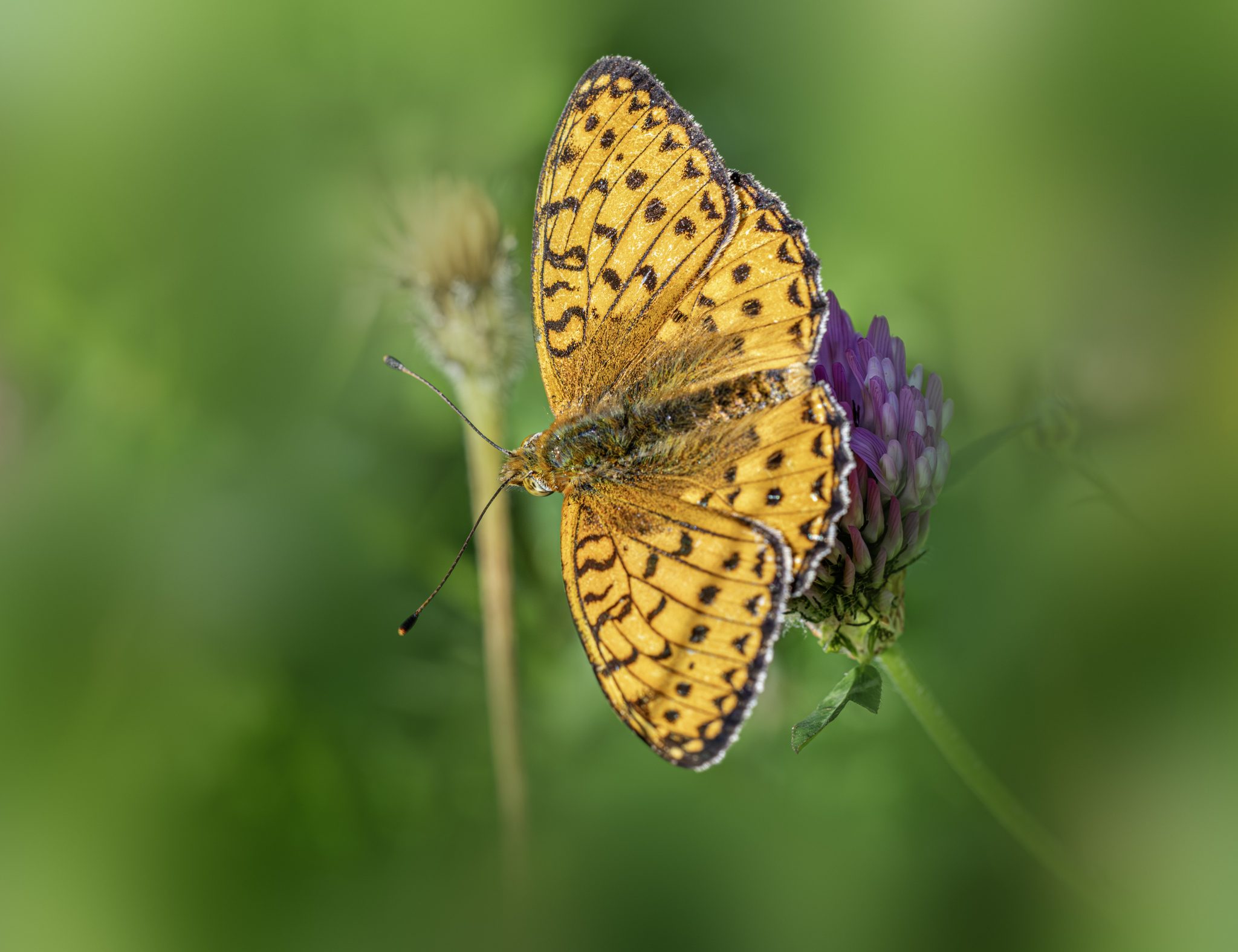 Dark green fritillary (Argynnis aglaja)