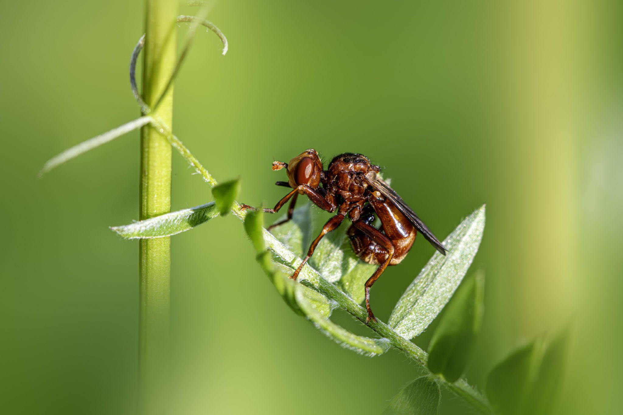 Ferruginous bee-grabber (Sicus ferrugineus)