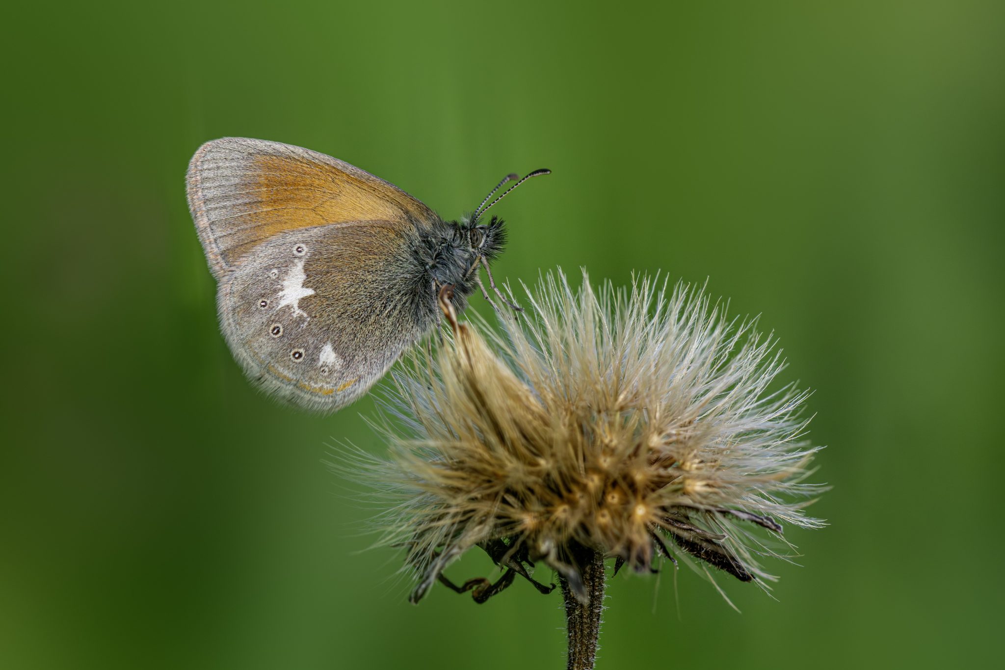 Chestnut heath (Coenonympha glycerion)