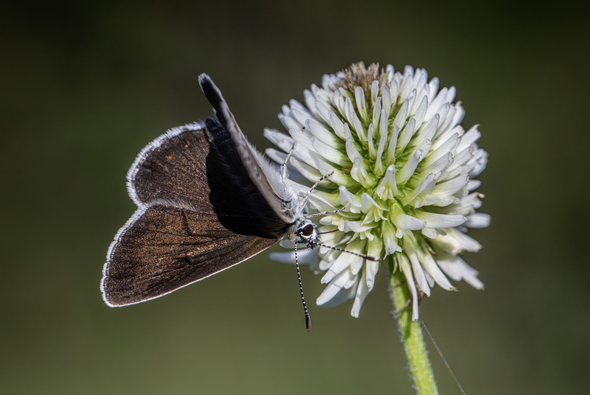 Amanda's Blue (Polyommatus amandus)