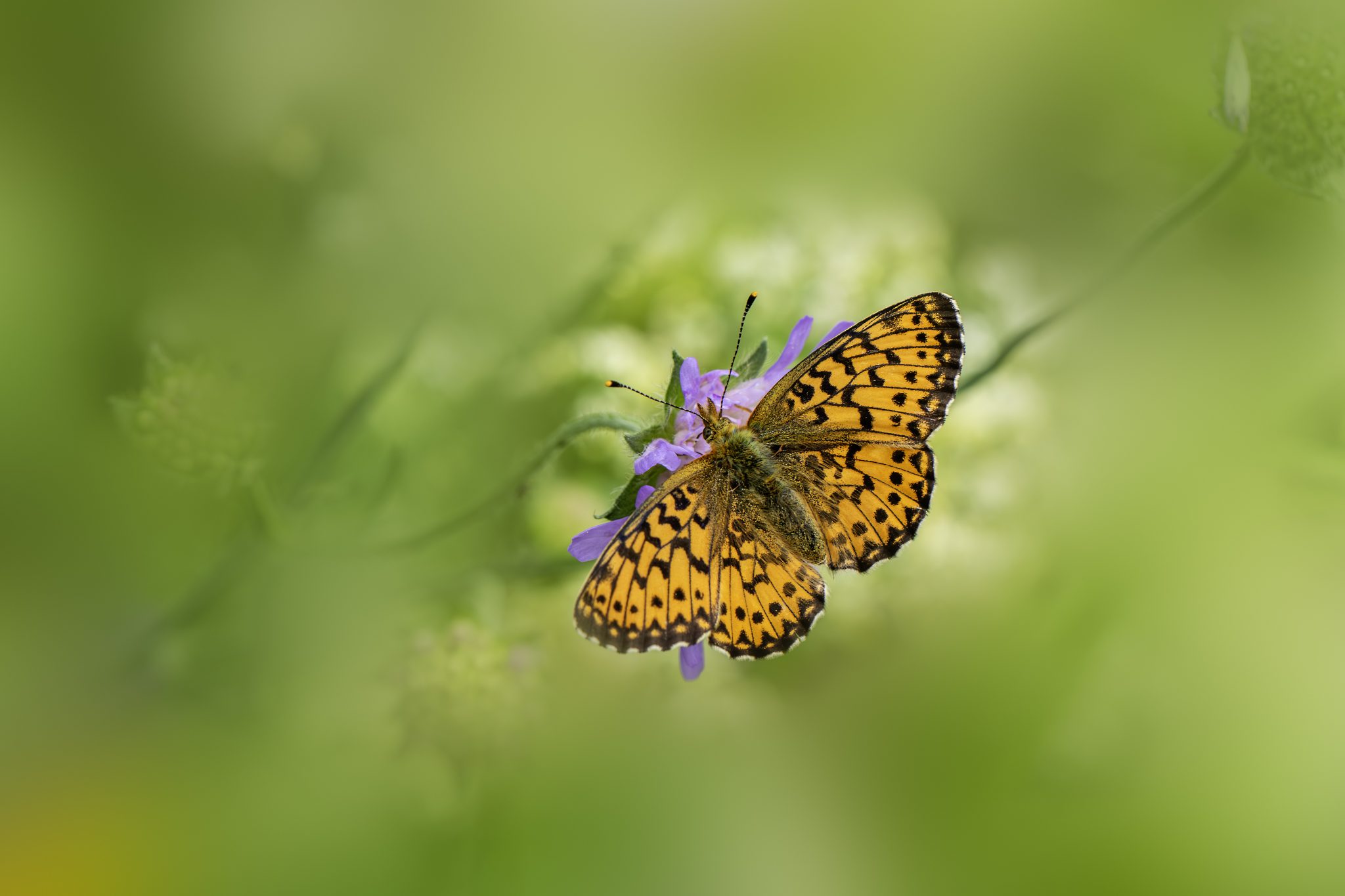 Titania's Fritillary (Boloria titania)