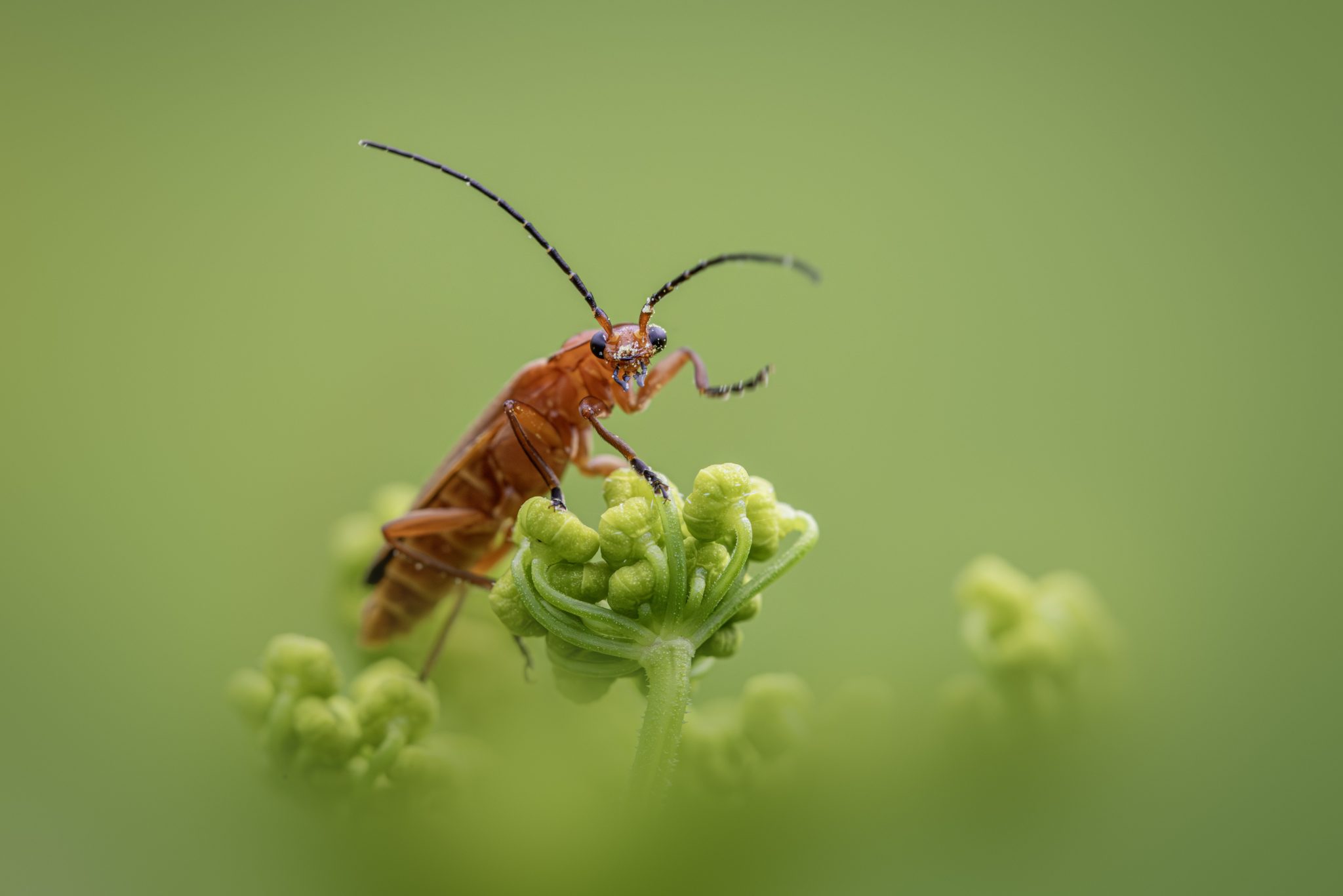 Common red soldier beetle (Rhagonycha fulva)