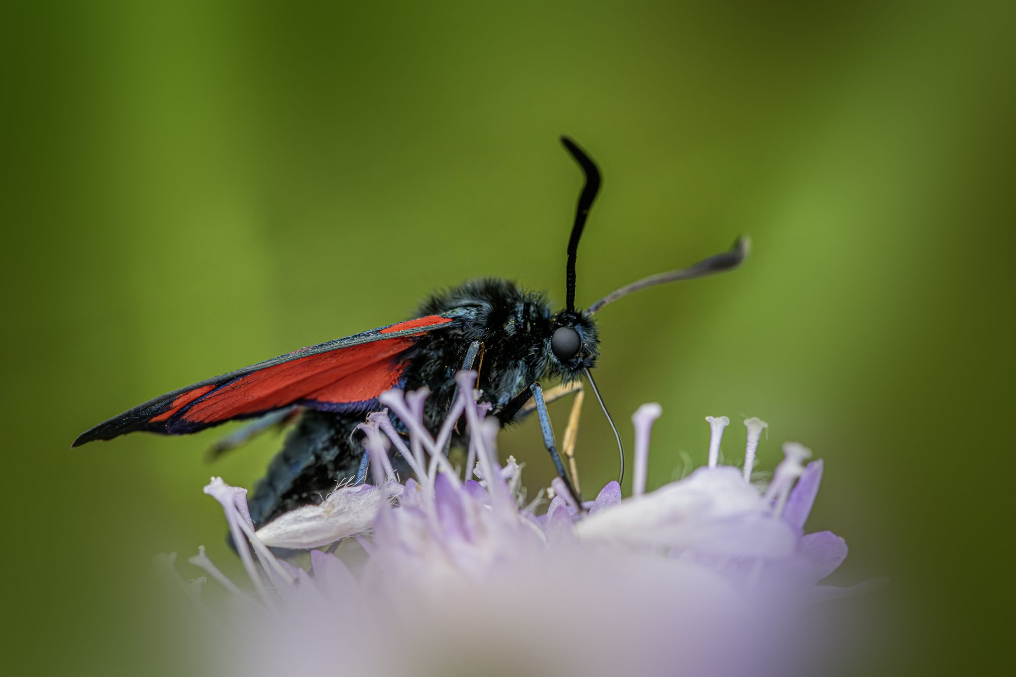Six-spot Burnet (Zygaena filipendulae)