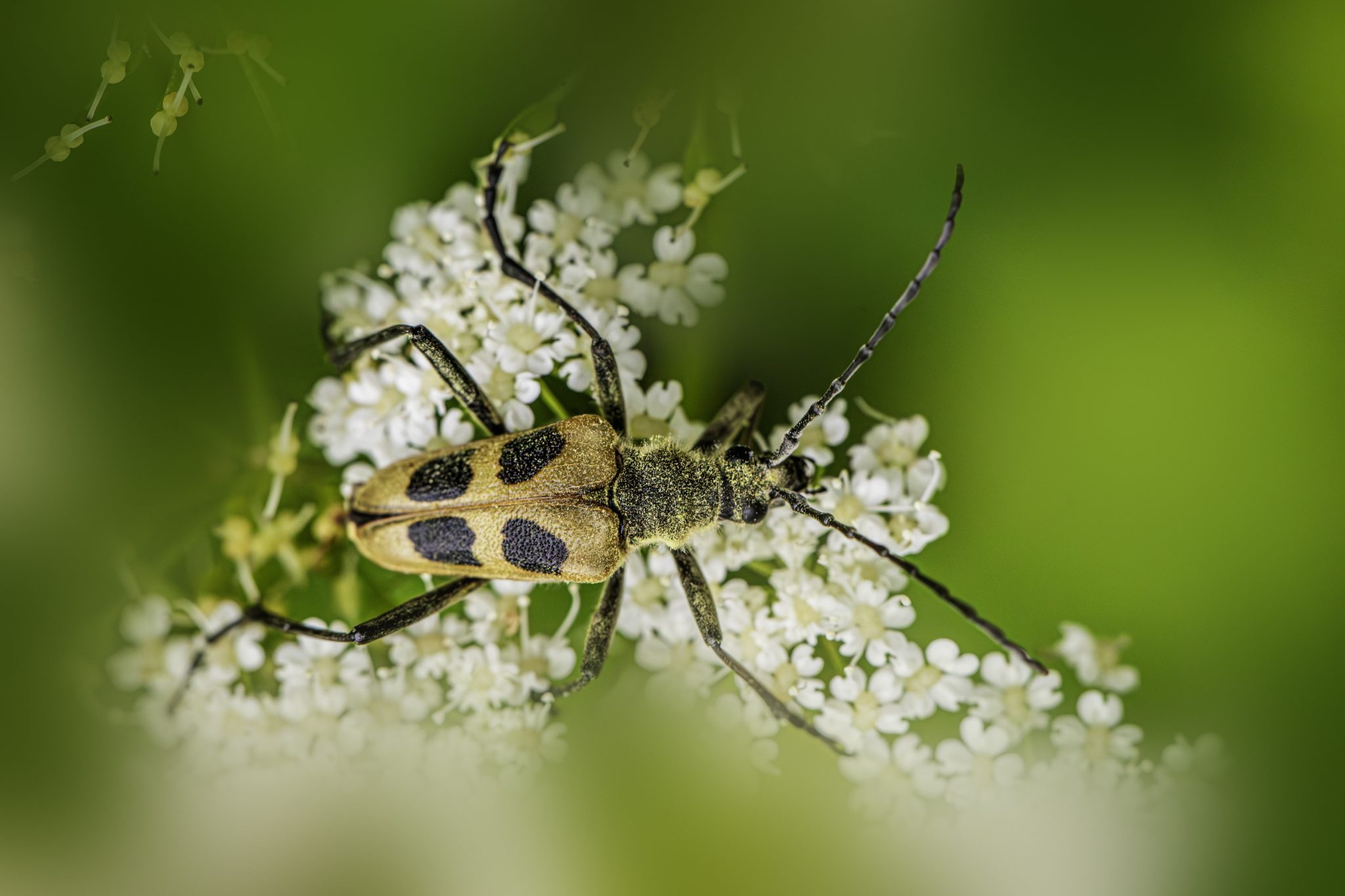 Four-spotted Longhorn Beetle (Pachyta quadrimaculata)