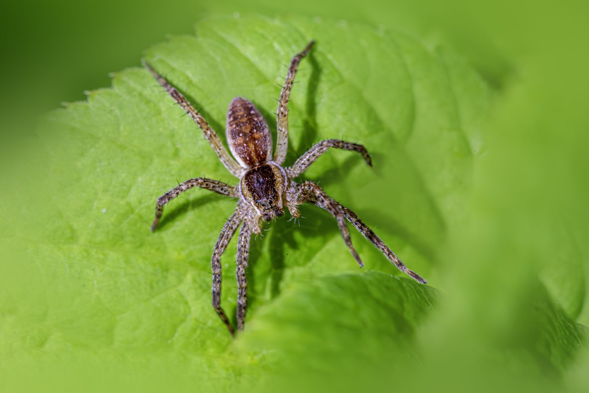 Raft spider (Dolomedes fimbriatus)