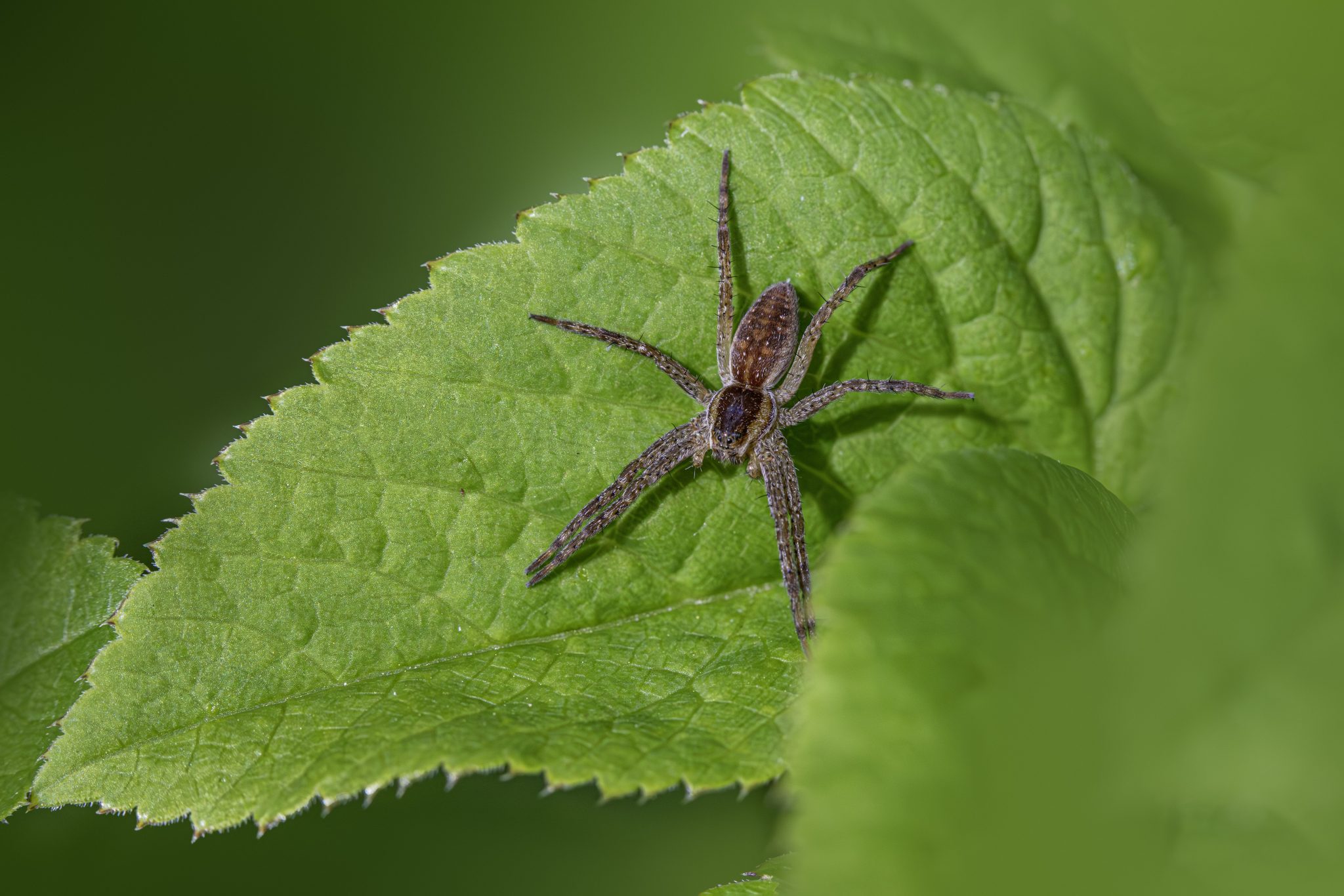 Raft spider (Dolomedes fimbriatus)