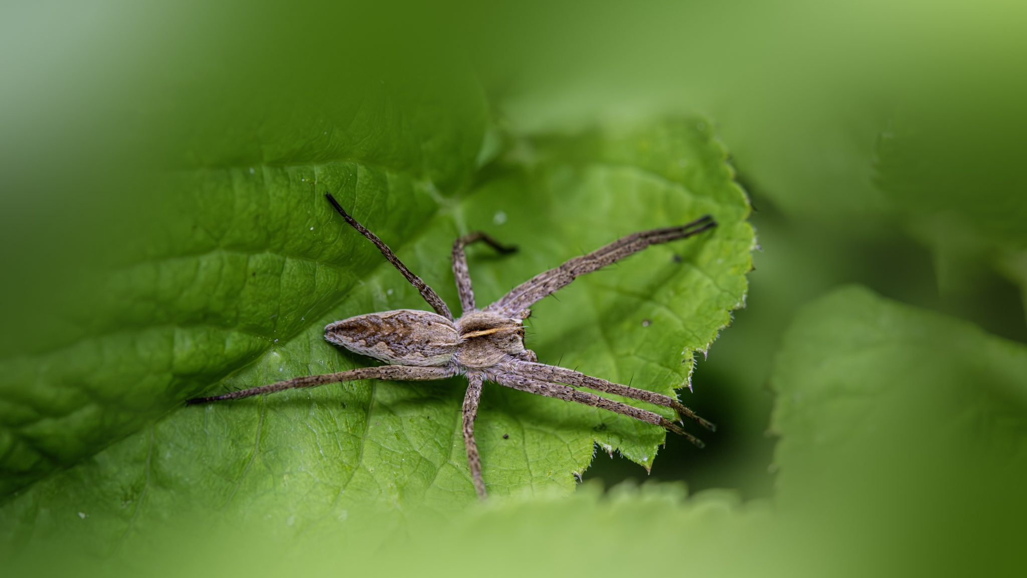 European nursery web spider (Pisaura mirabilis)