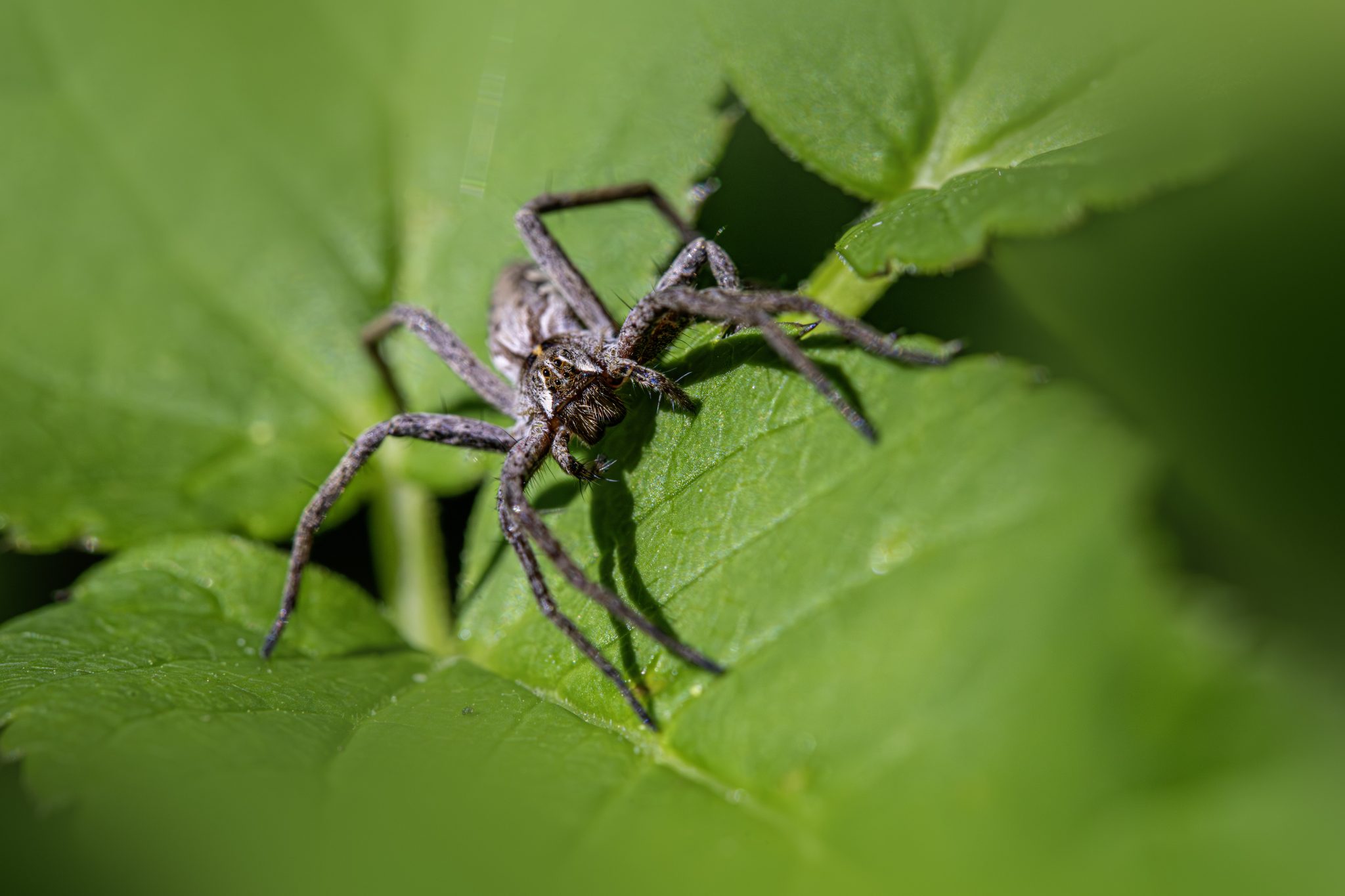 European nursery web spider (Pisaura mirabilis)