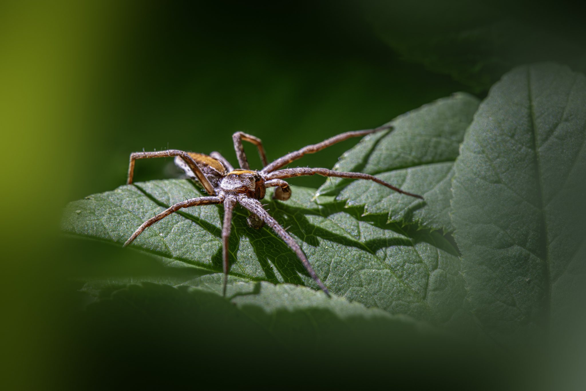 European nursery web spider (Pisaura mirabilis)