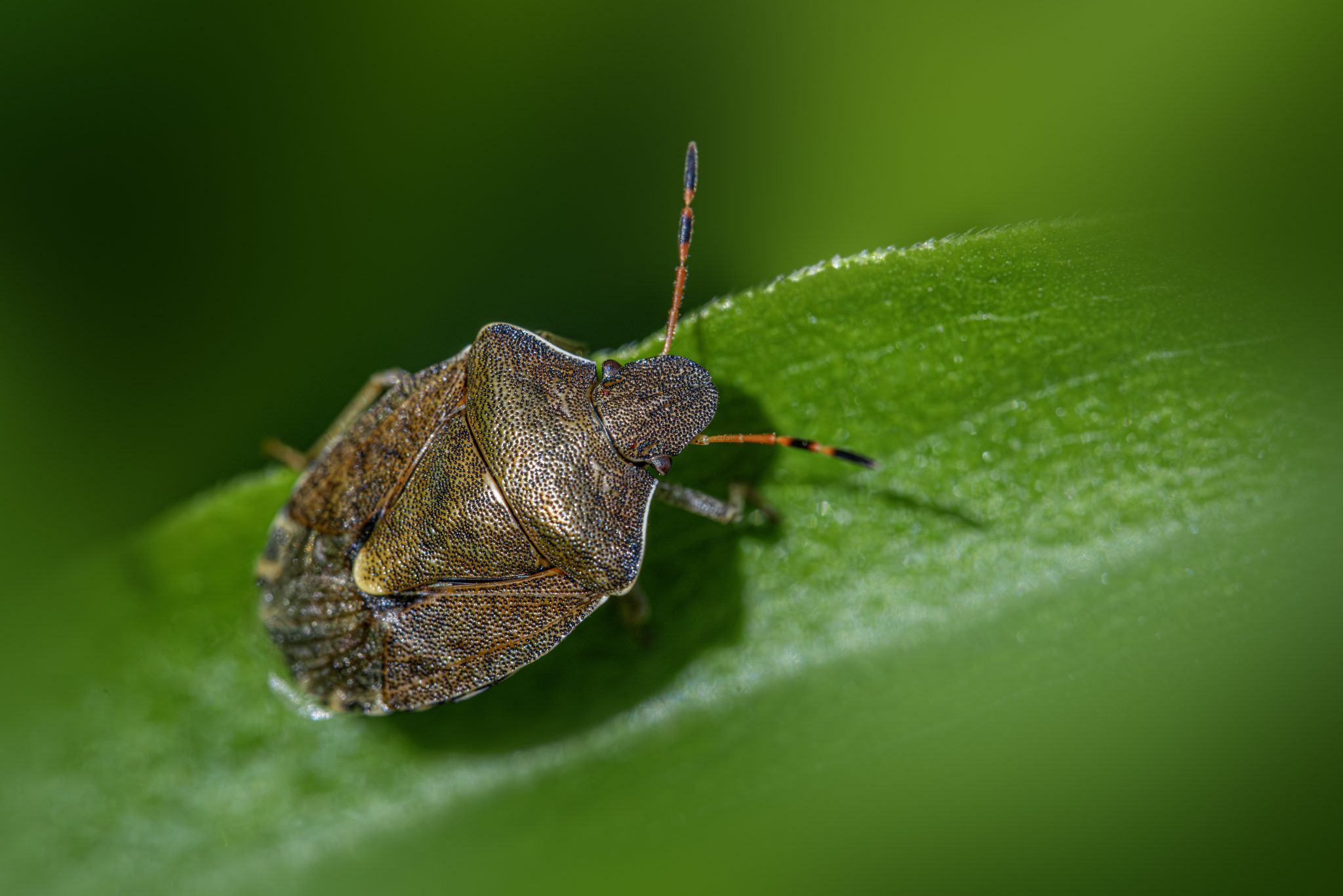 A stink bug (Holcostethus limbolarius)
