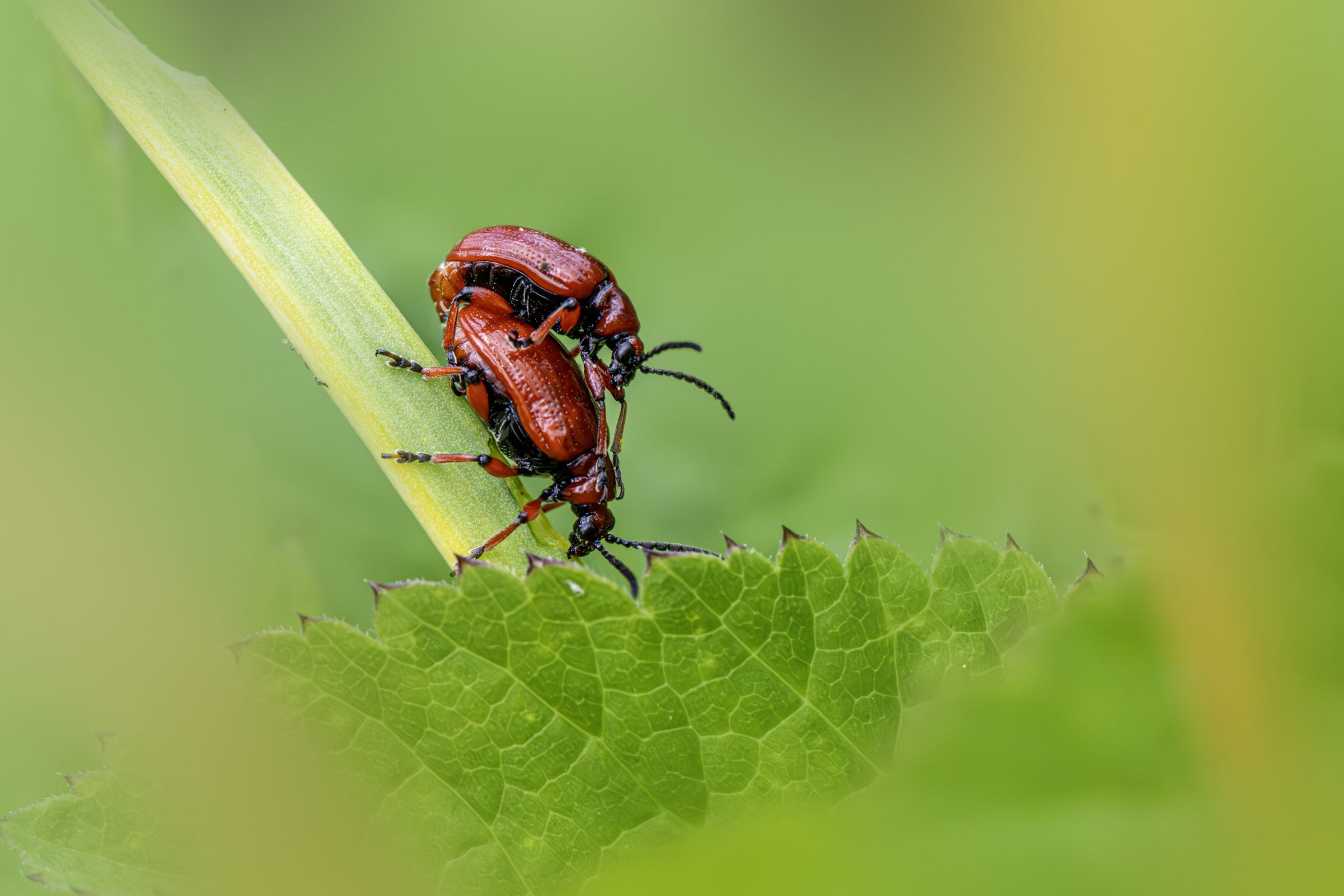 Lily leaf beetle (Lilioceris lilii)