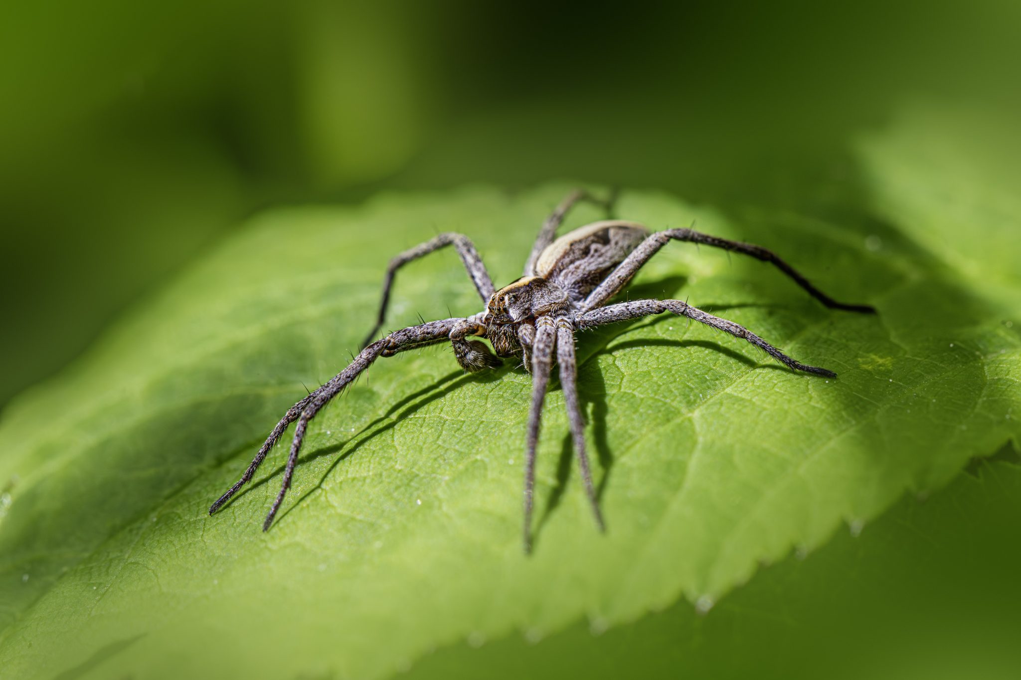 European nursery web spider (Pisaura mirabilis)