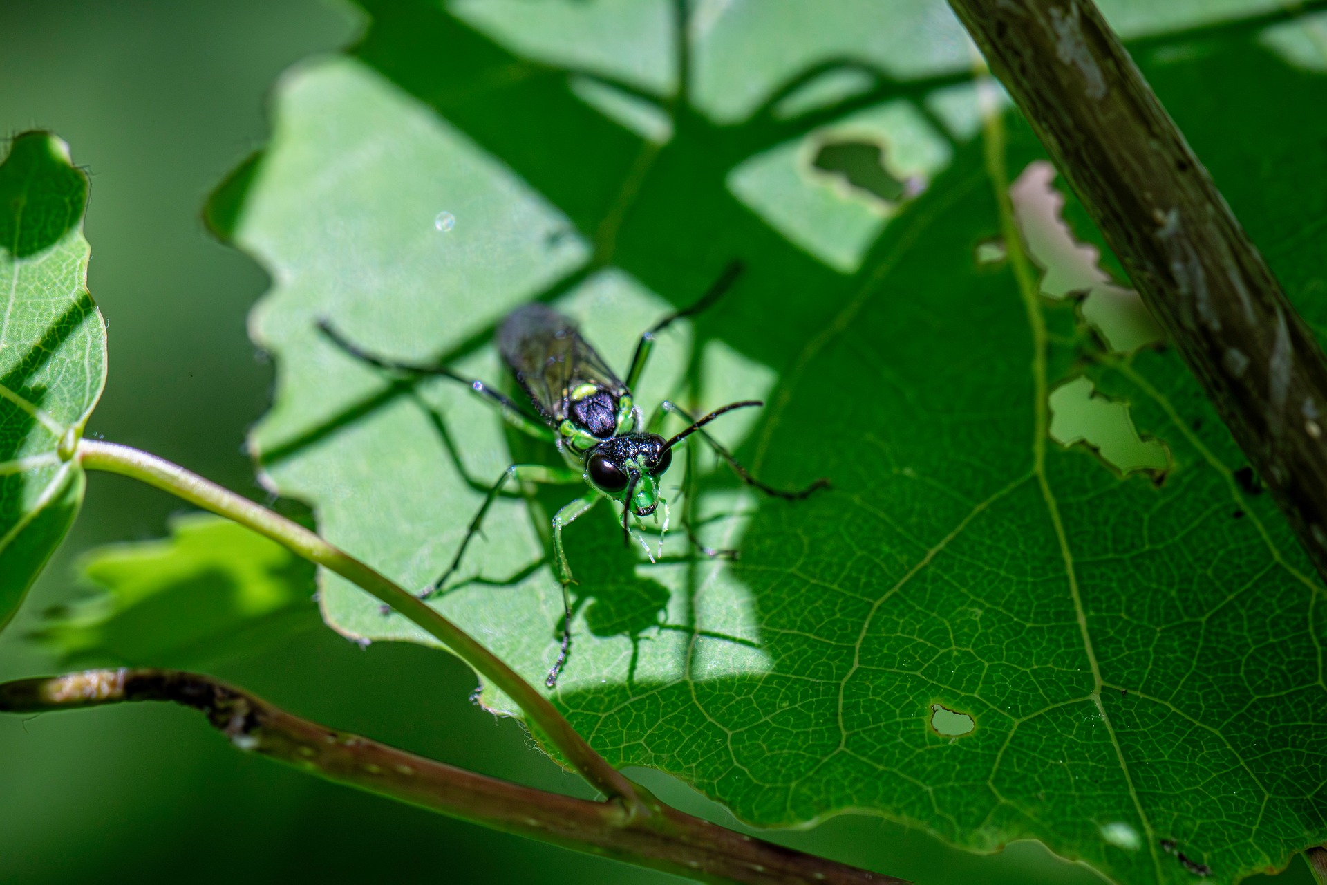 Green Sawfly (Rhogogaster viridis)